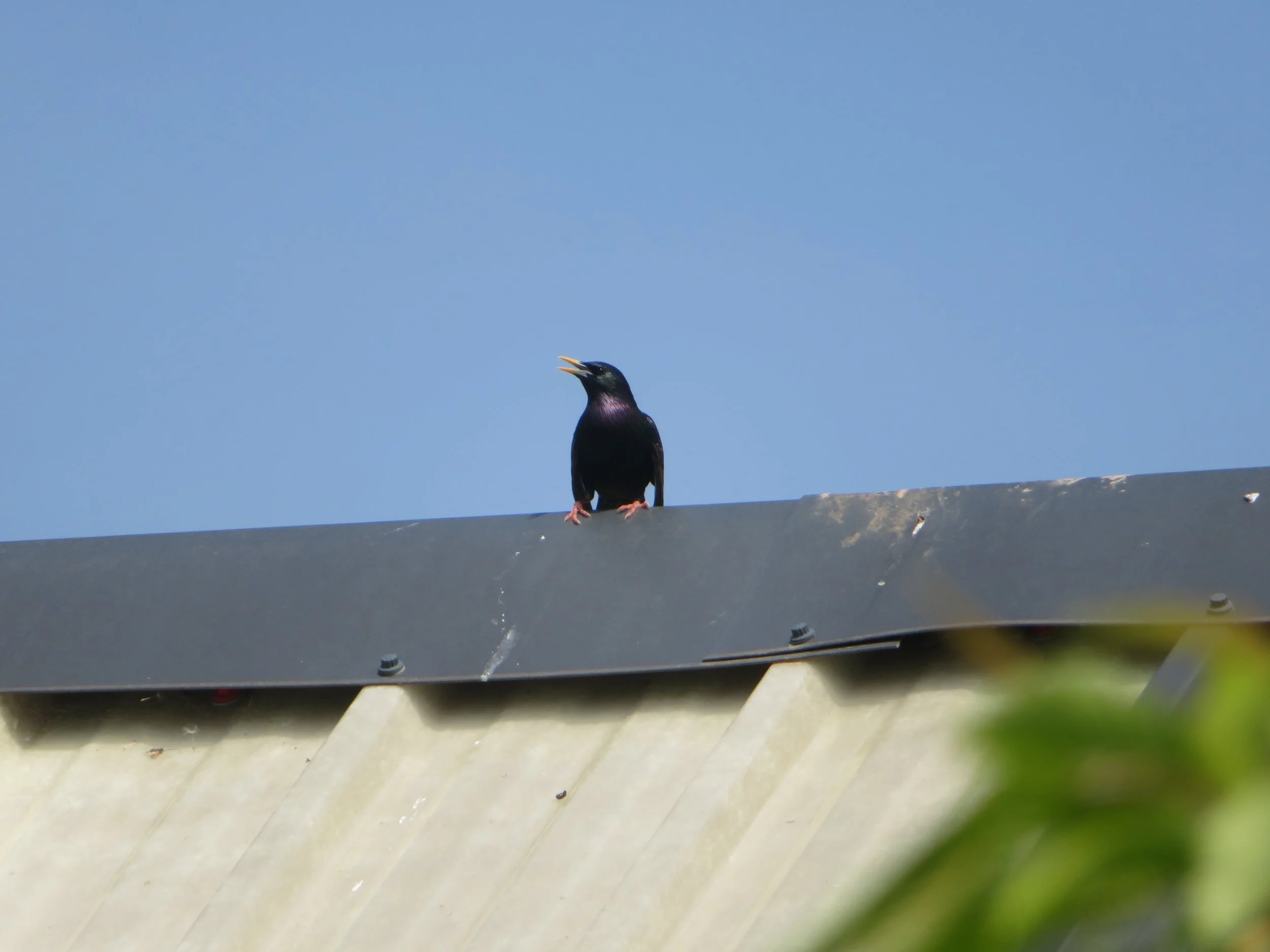 Starling.jpg