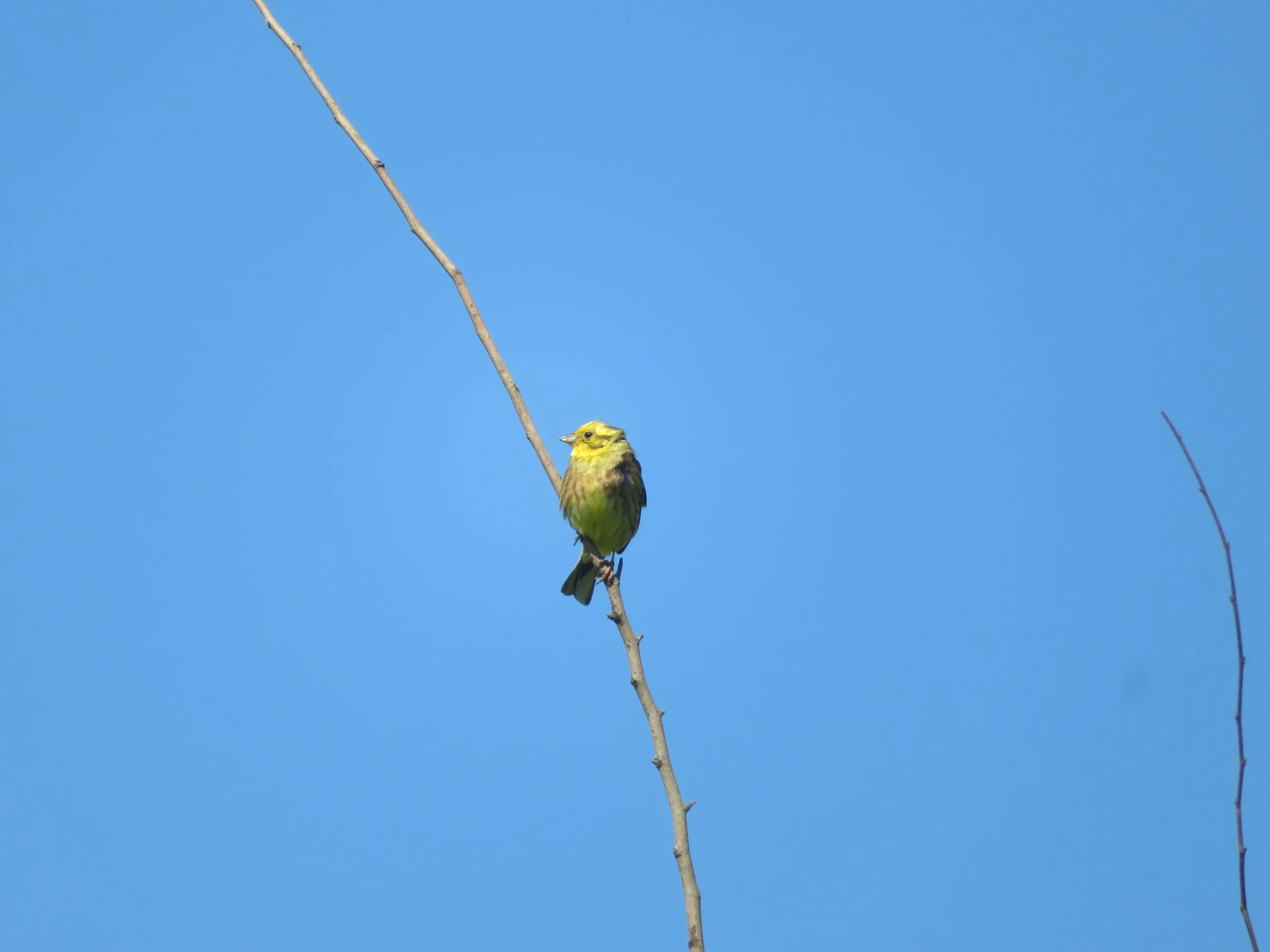 Yellowhammer 1.jpg
