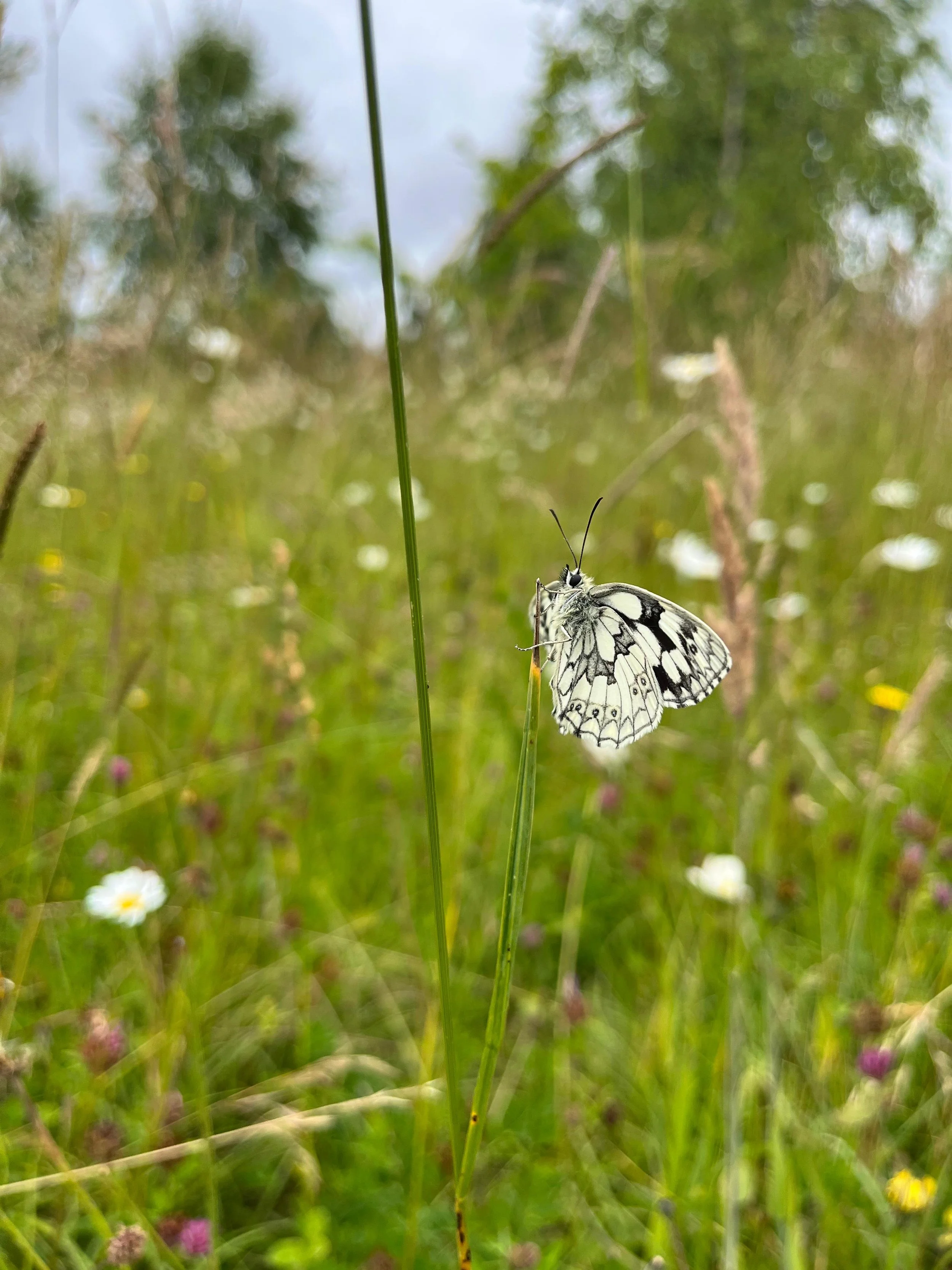 Marbled white 3.jpeg