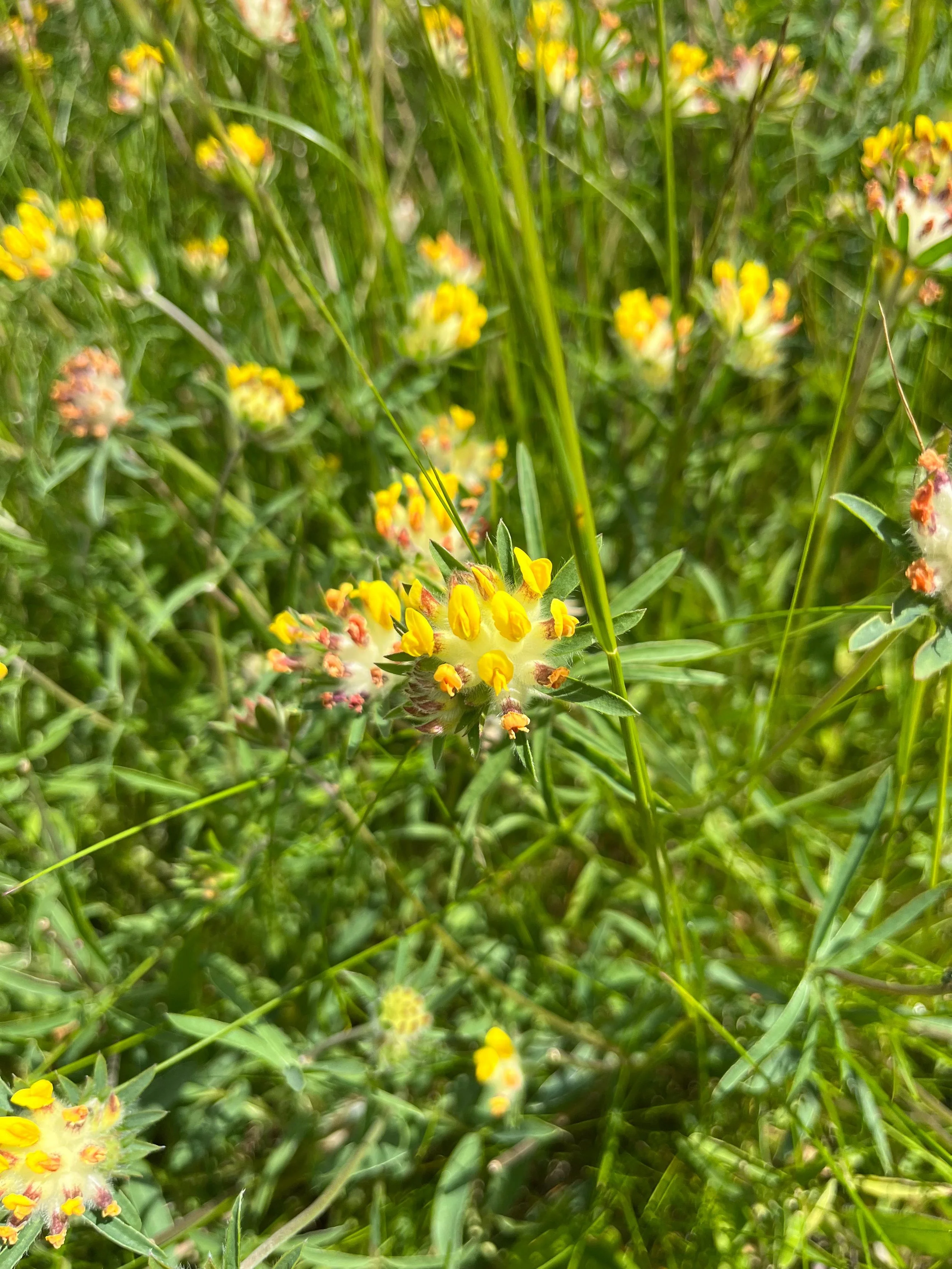 Kidney vetch 2.jpeg
