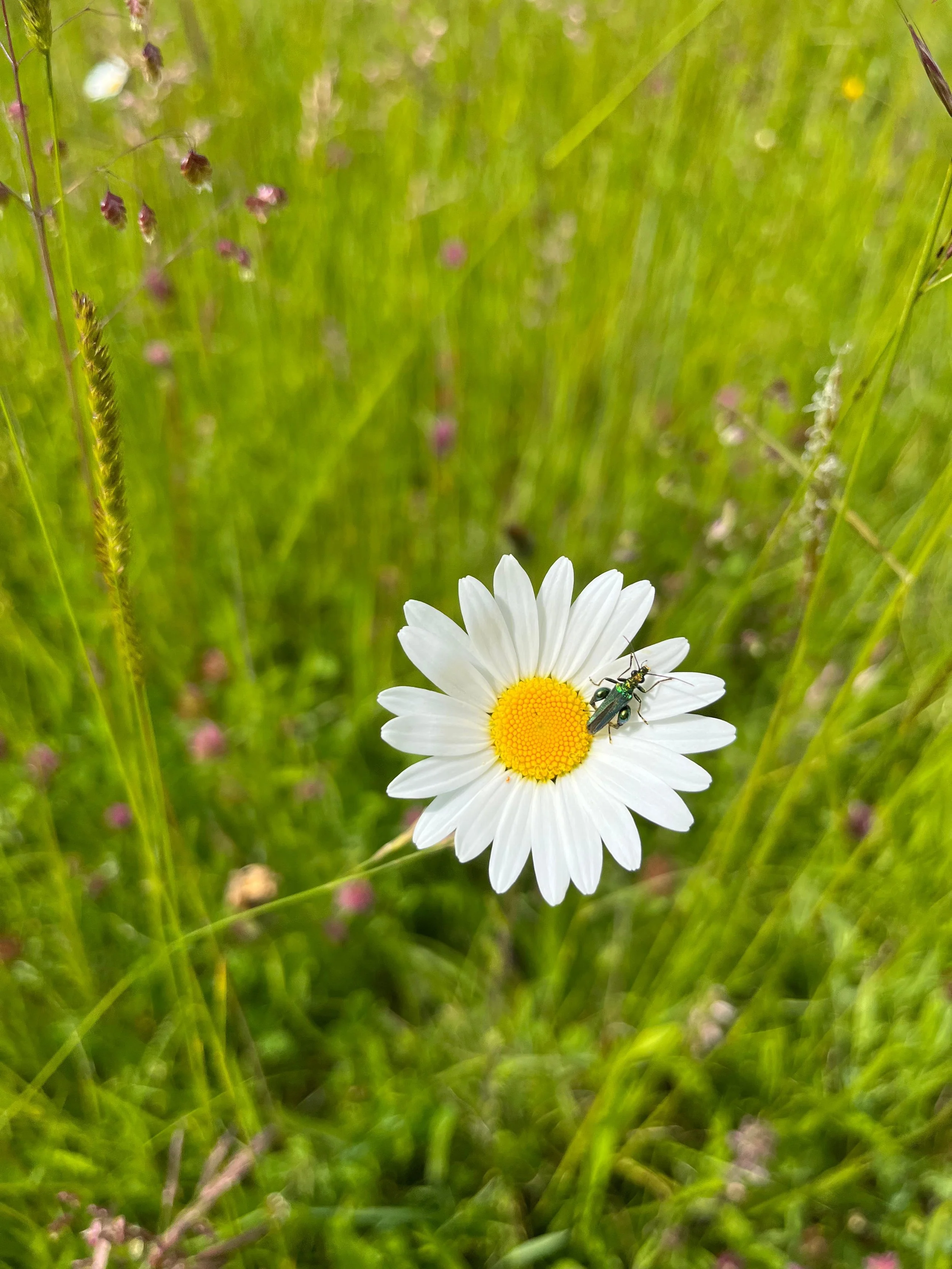 Ox eye daisy.jpeg