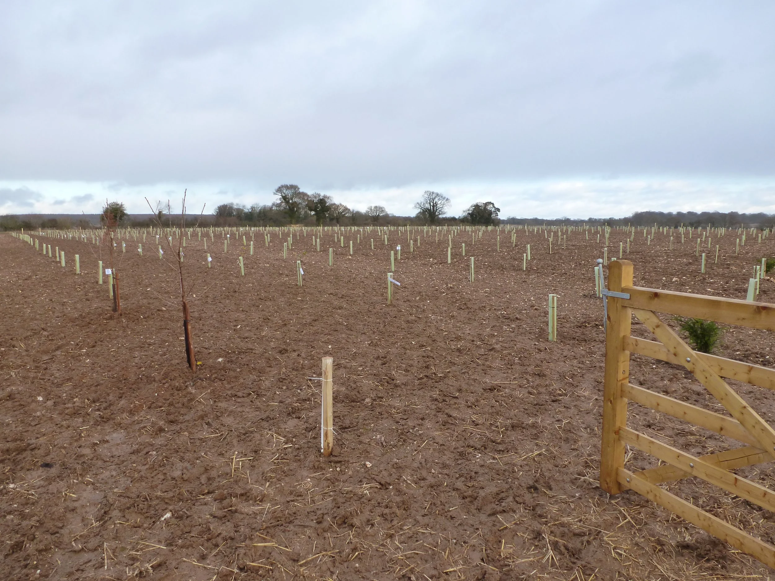 W3 end of 2012 planting 1200 trees.JPG