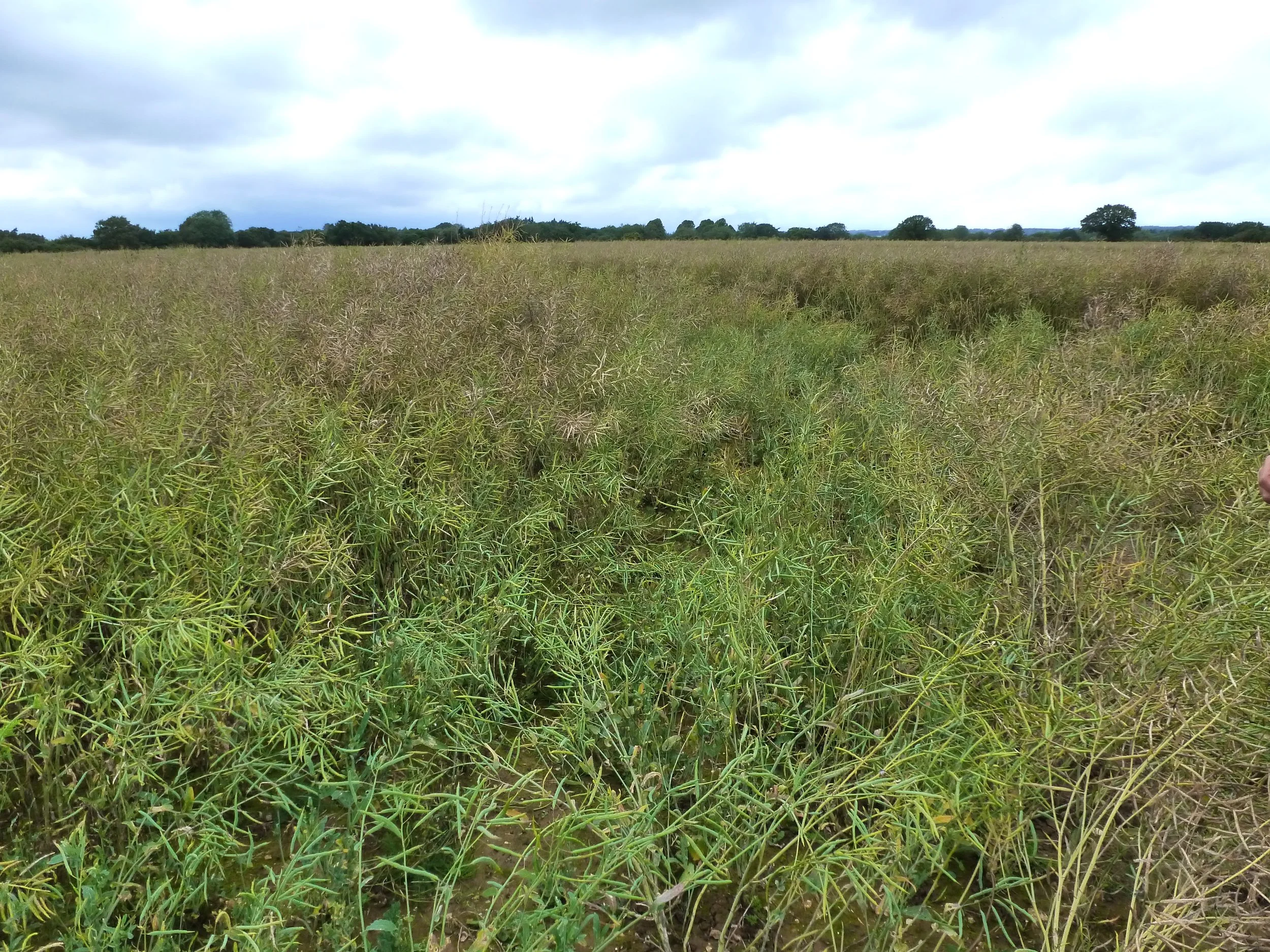 W1 Looking towards NW & the ATU site July 2012.JPG