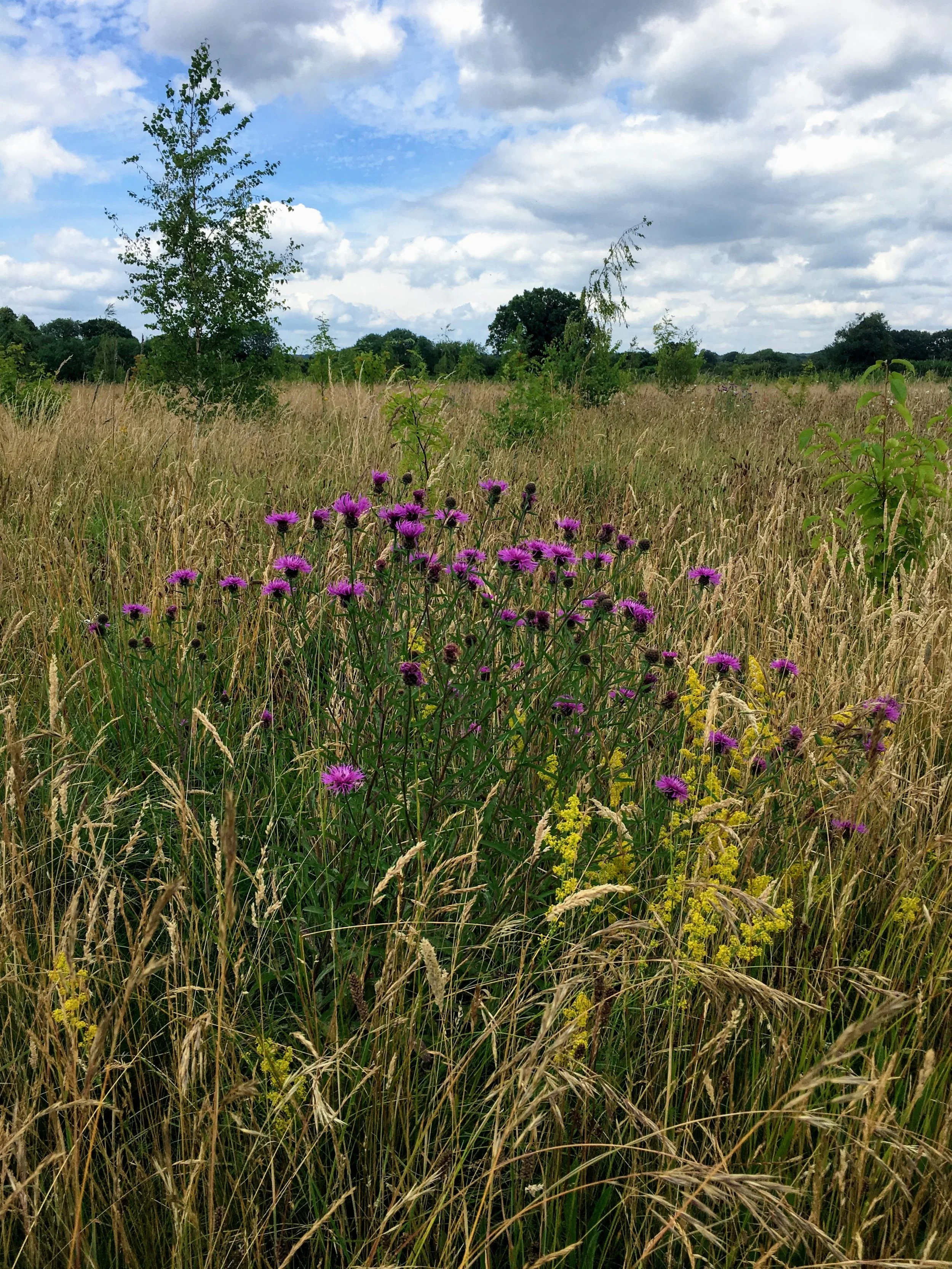 Harmony Woods July 2019_trees and flowers grow.jpg