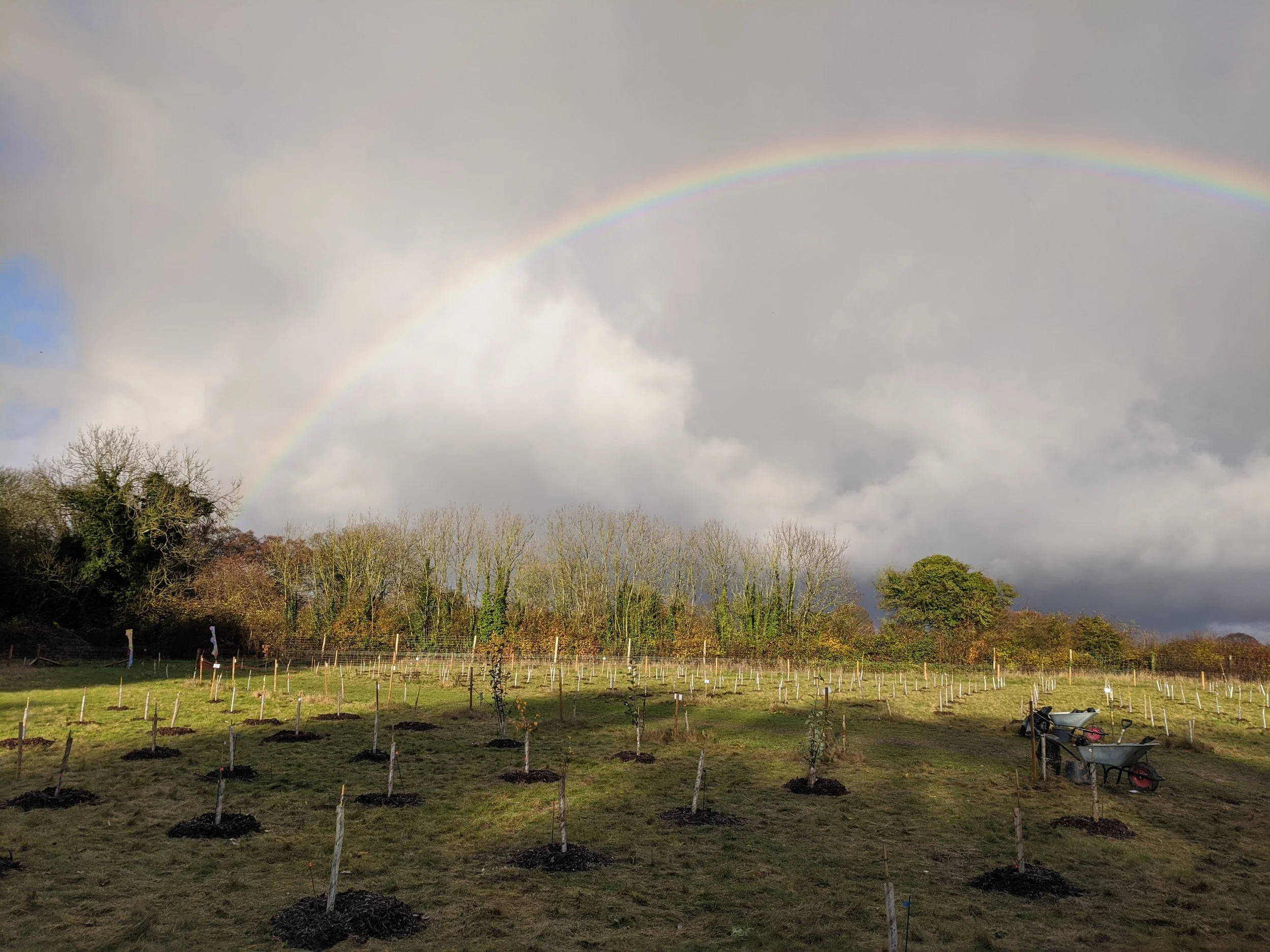 Rainbow over 2019s newly planted trees.jpg
