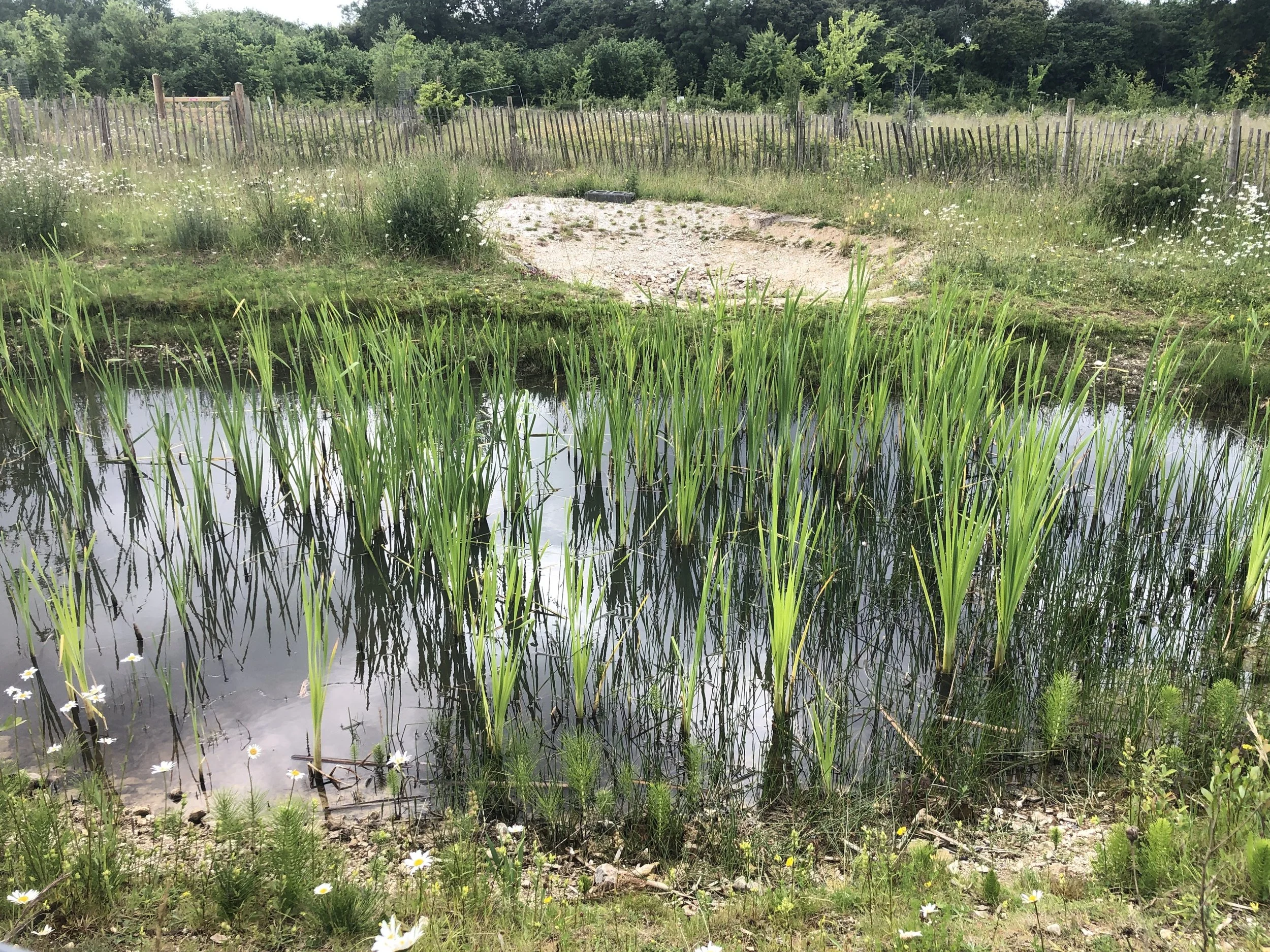 Pond 03-06-25_1.JPG