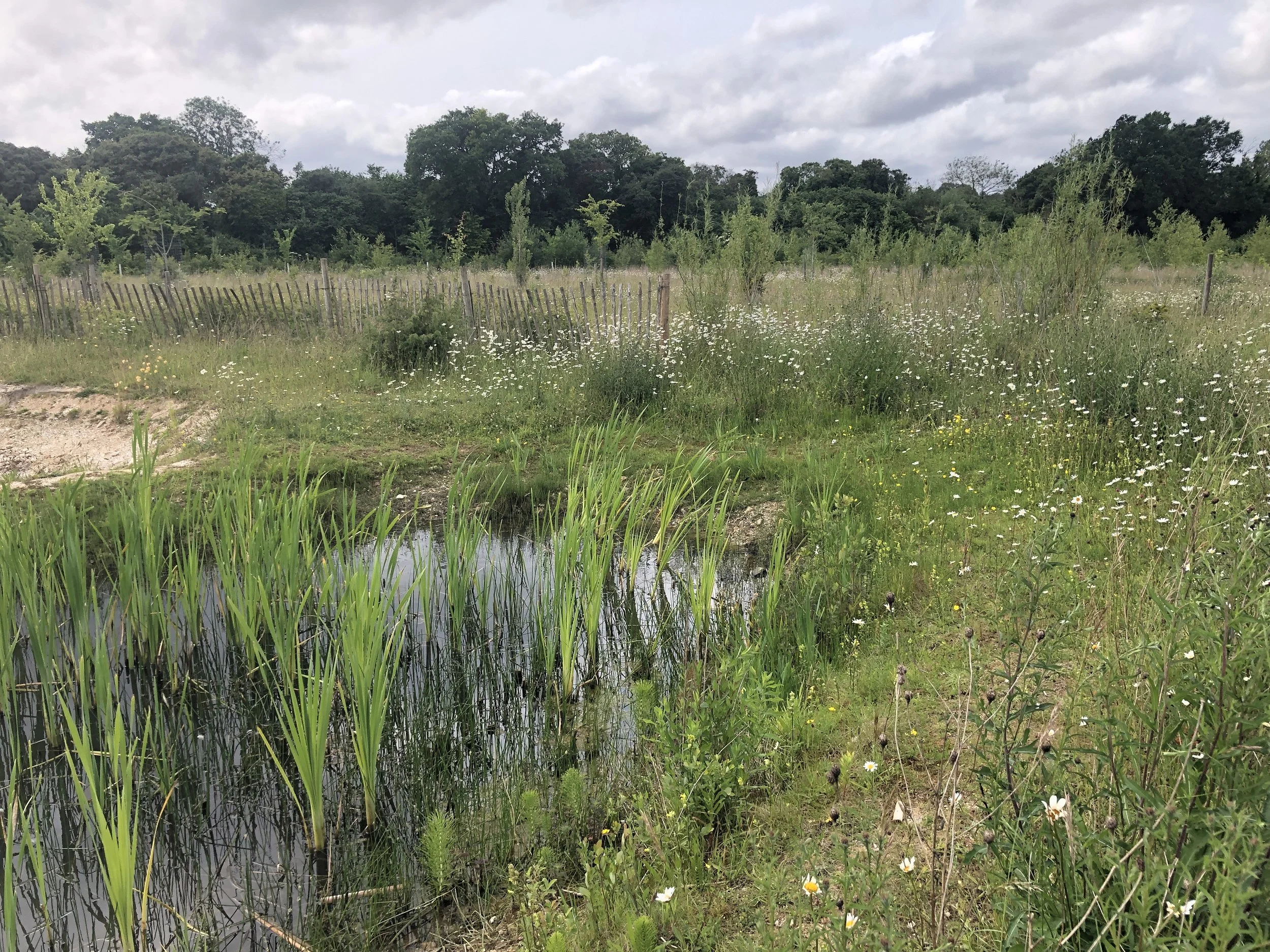 Pond 03-06-25_2.JPG