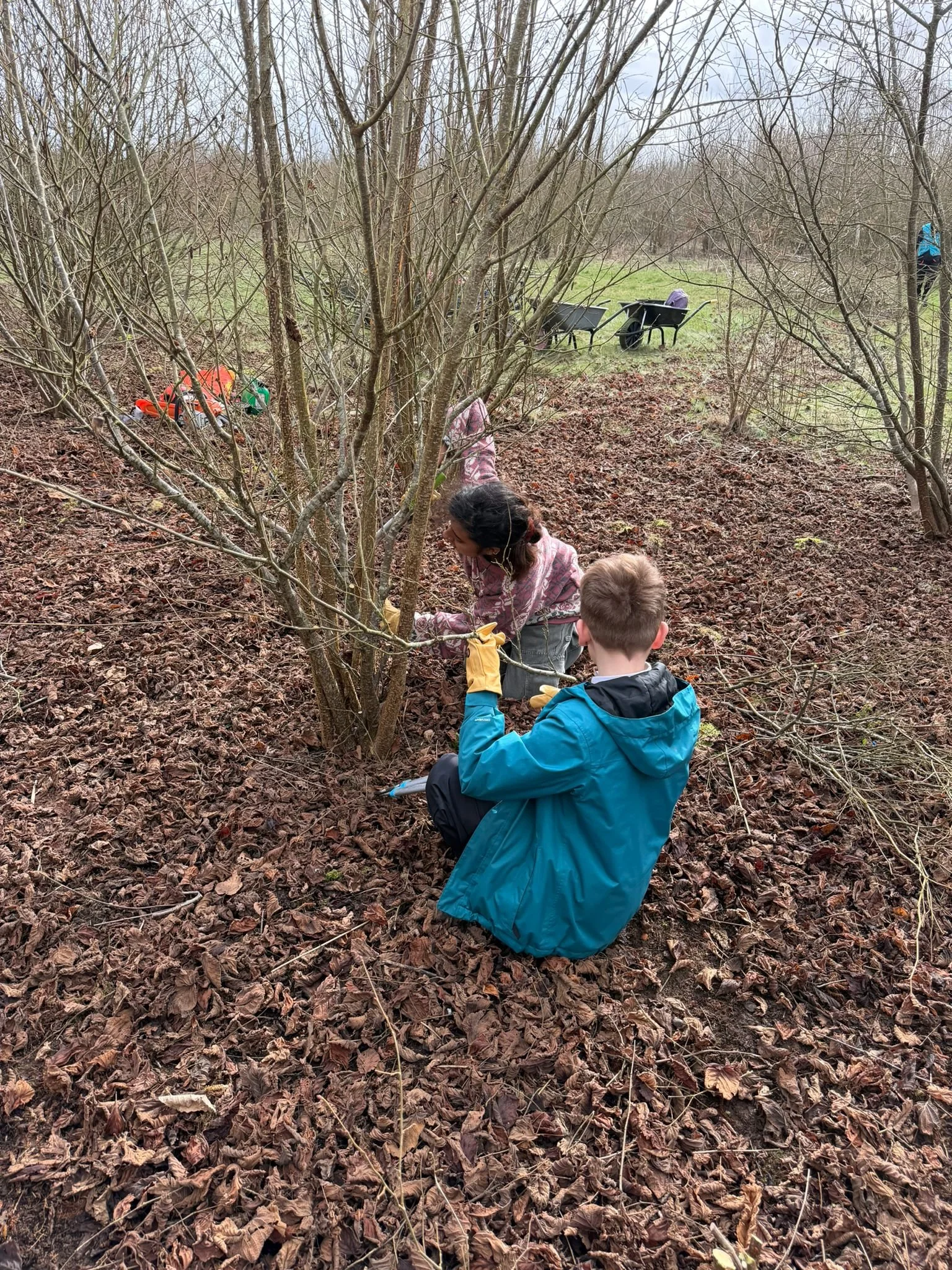 Icknield - Woodland Topic Study 1