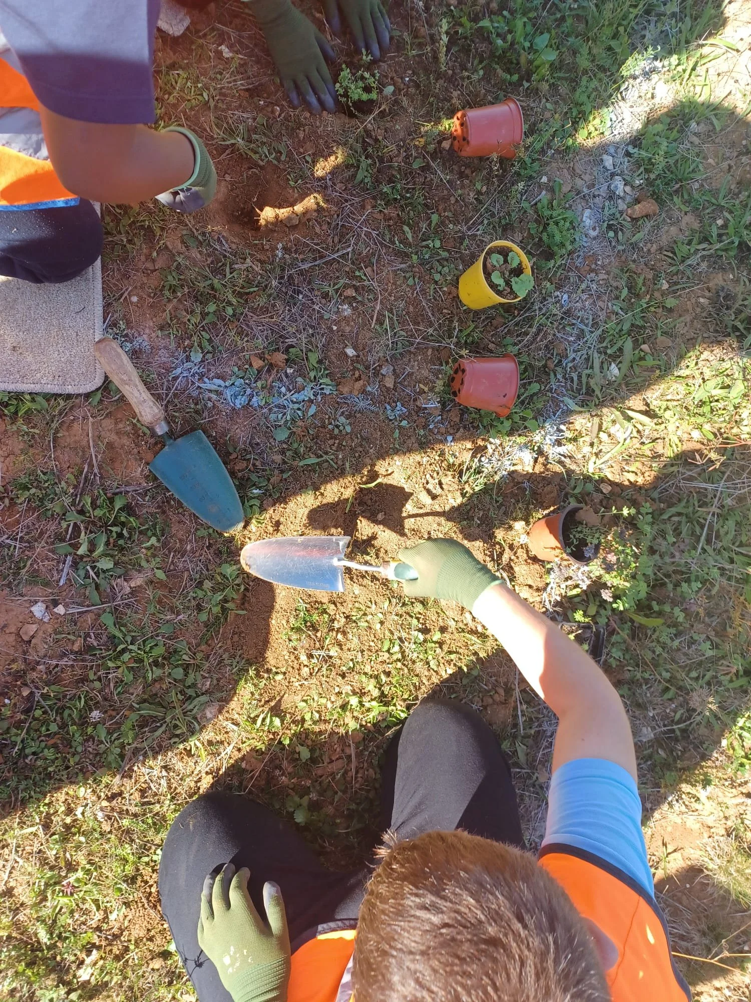 Perks of Being a Wildflower: Disappearing Wildflowers Project