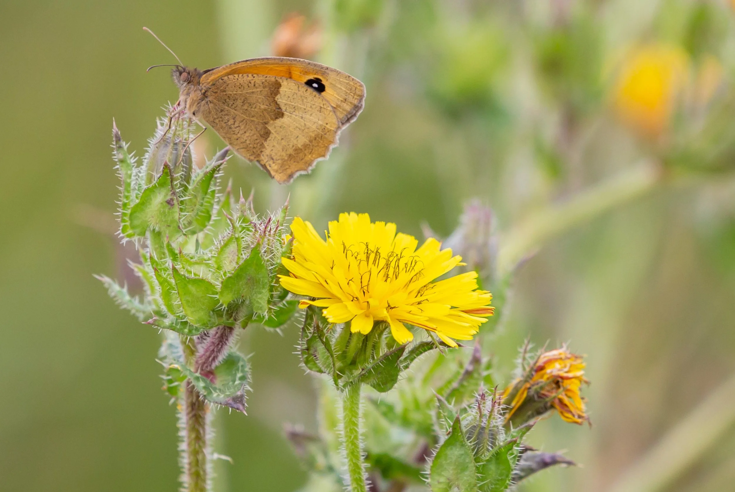 theotherkev-meadow-brown-5379737.jpg