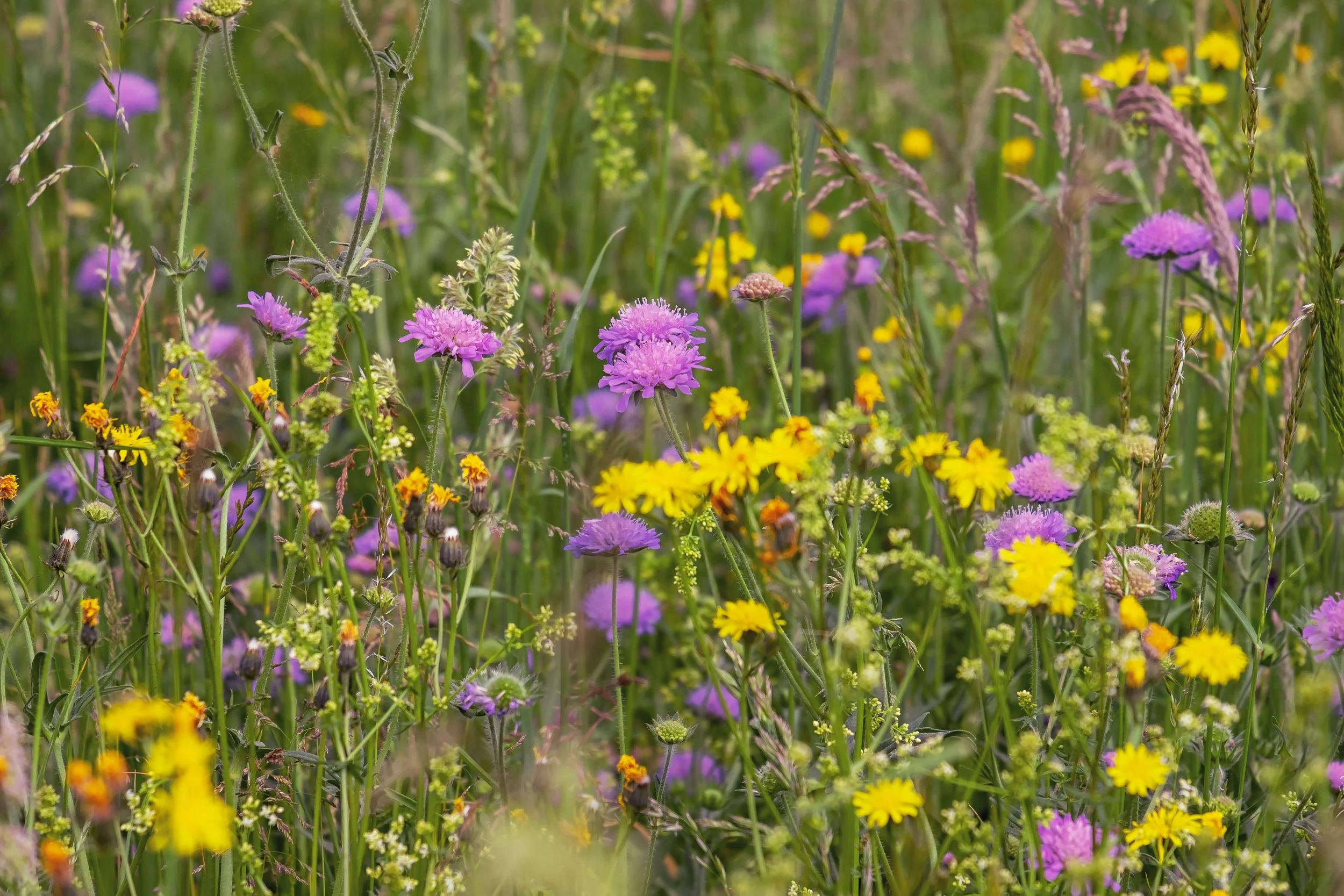 couleur-wildflower-meadow-3386014.jpg