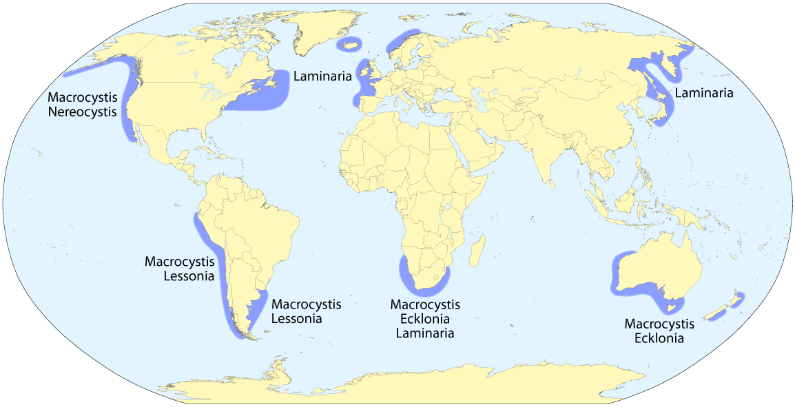  https://upload.wikimedia.org/wikipedia/commons/5/5a/Kelp_forest_distribution_map.png    