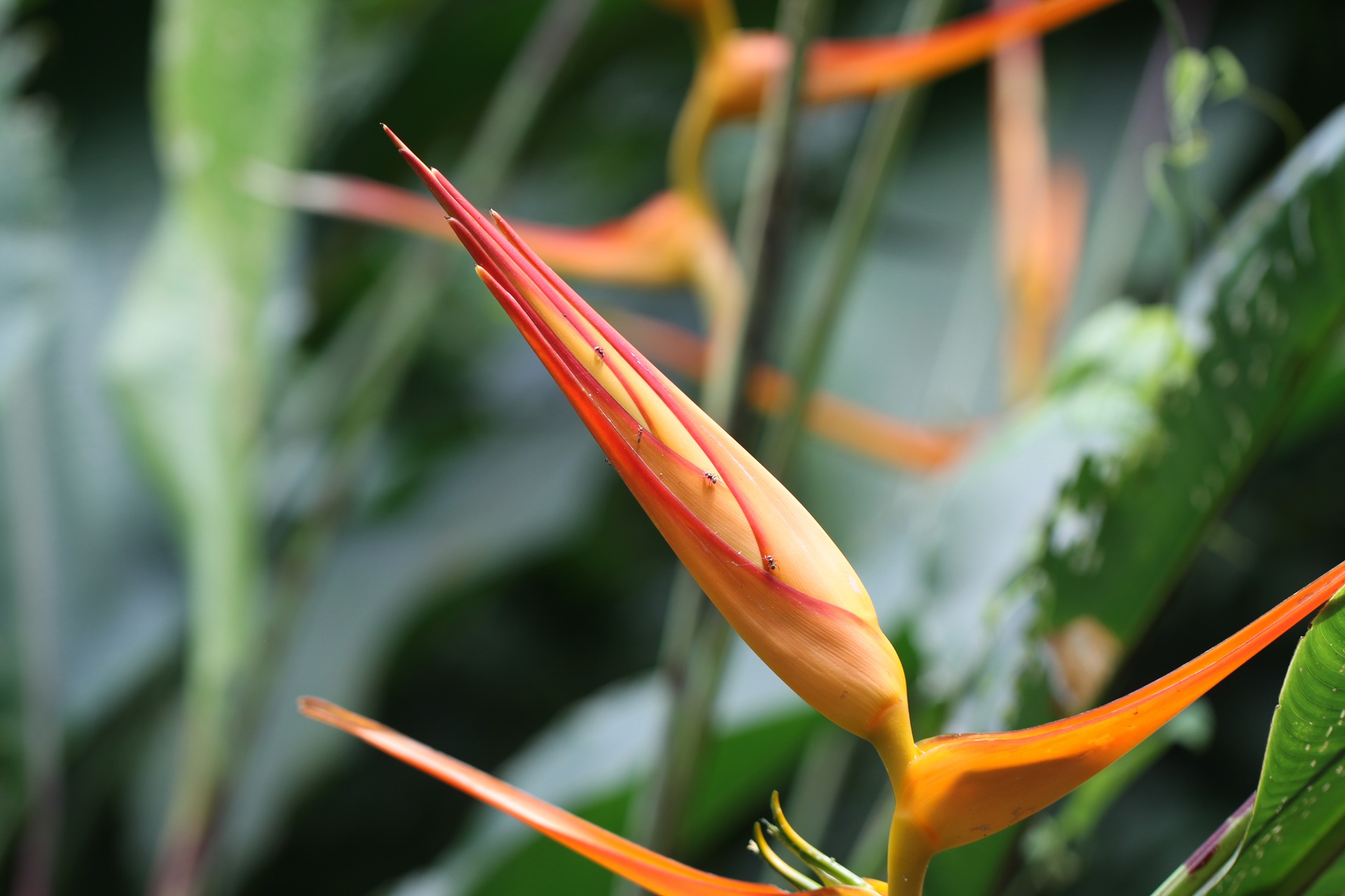 Saskia_Schreiber_heliconia-psittacorum-prob-2690539_1920.jpg
