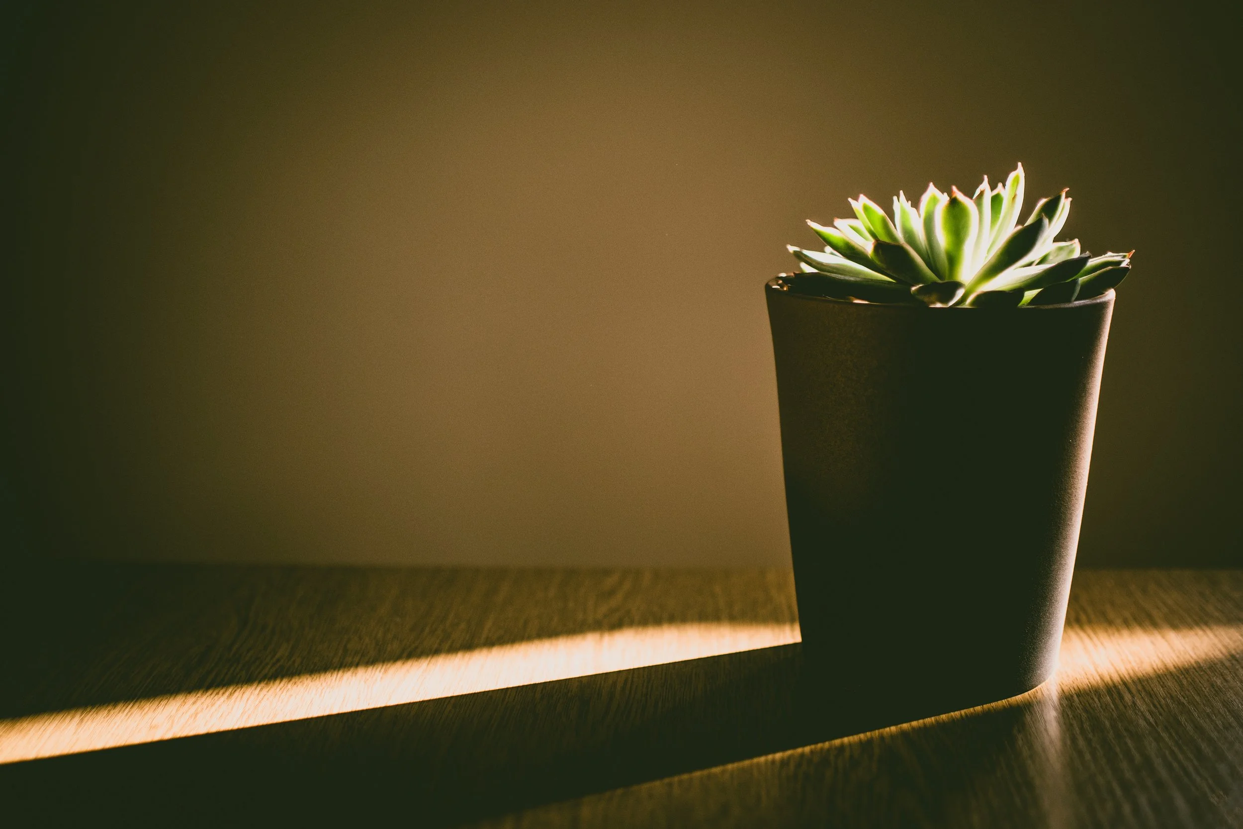 Succulent is sustained only by its desperate will to live…