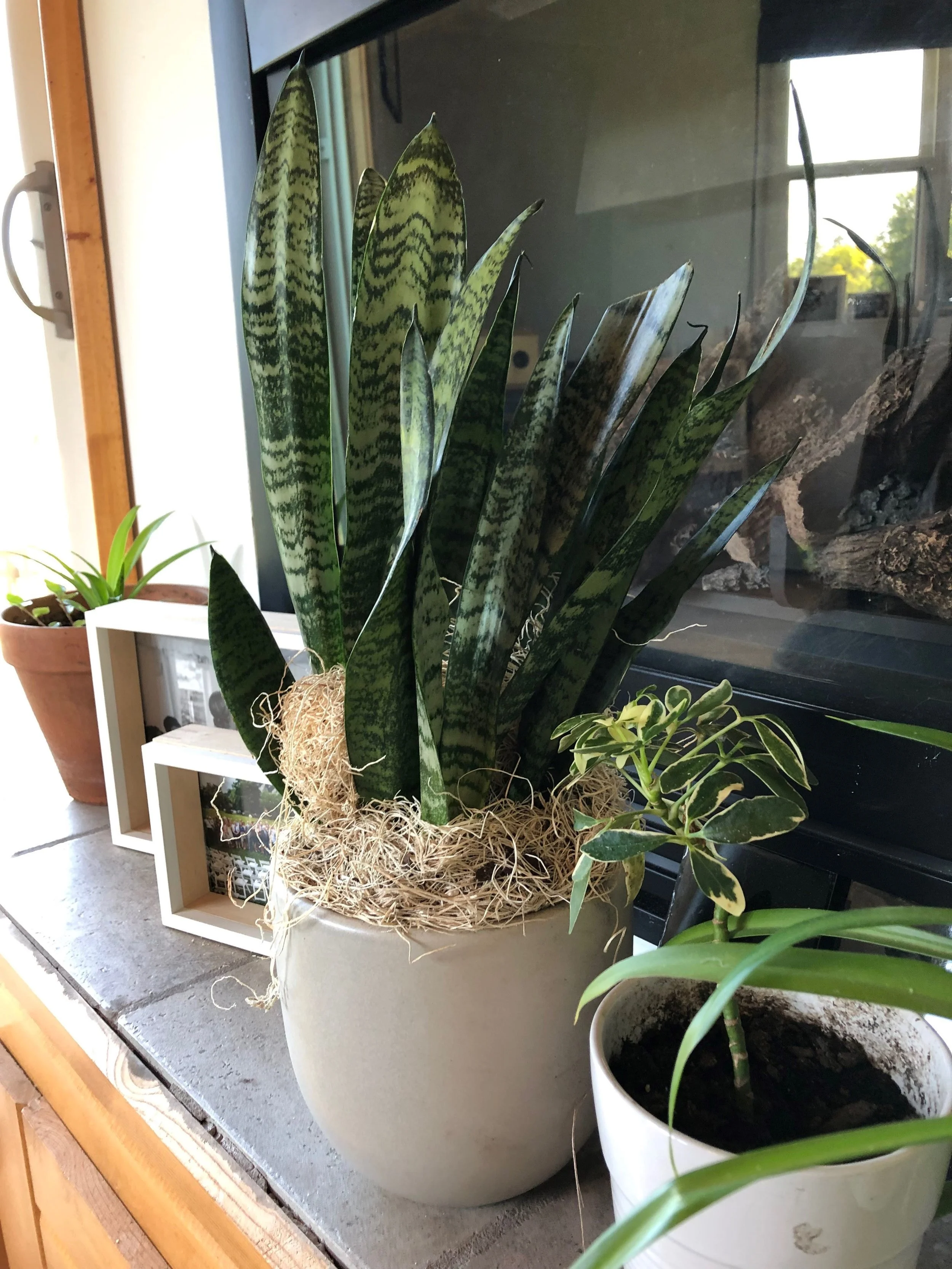 Snake plant fresh out of the box from @thesill (this pic is pre-moss removal, that was just for travel)