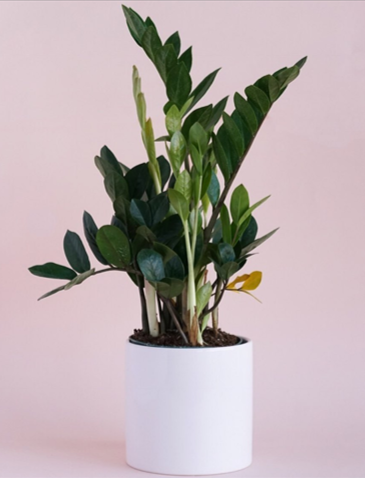ZZ plant courtesy @littleleafshop