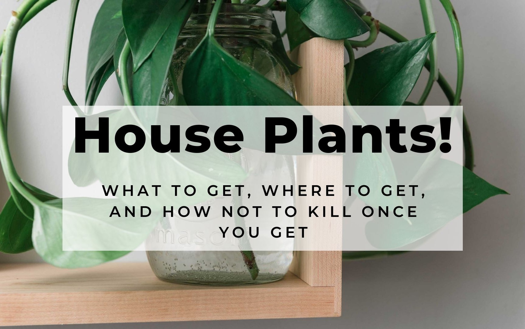 House+Plants%21+How+To+Get+Them%2C+Where+to+Get+Them%2C+and+How+Not+To+Kill+Them+When+You+Get+Them.jpg