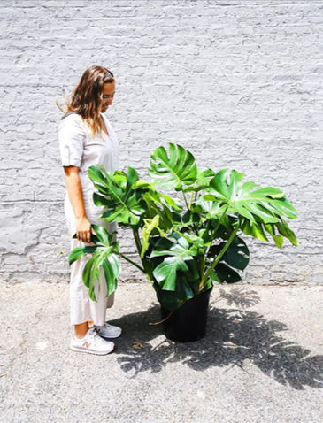 Monstera plant courtesy @littleleaf