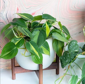 Pothos plant courtesy @littleleaf