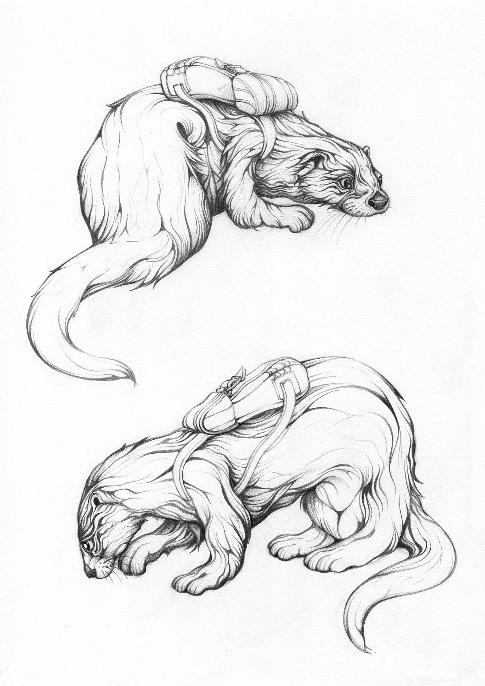 otter_027.jpg