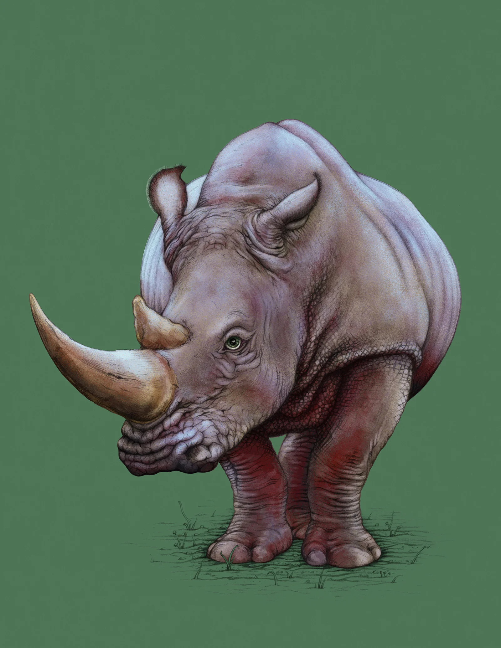 Rhino.jpg