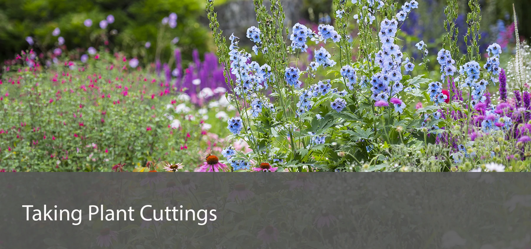 cuttings_r.jpg