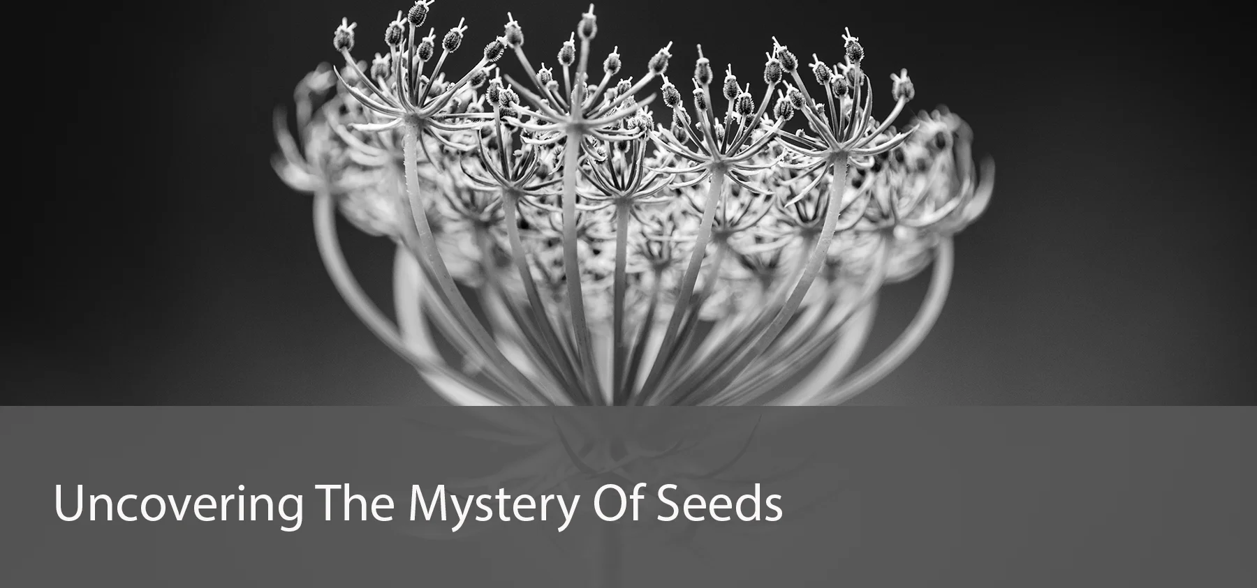 seeds_r 2.jpg