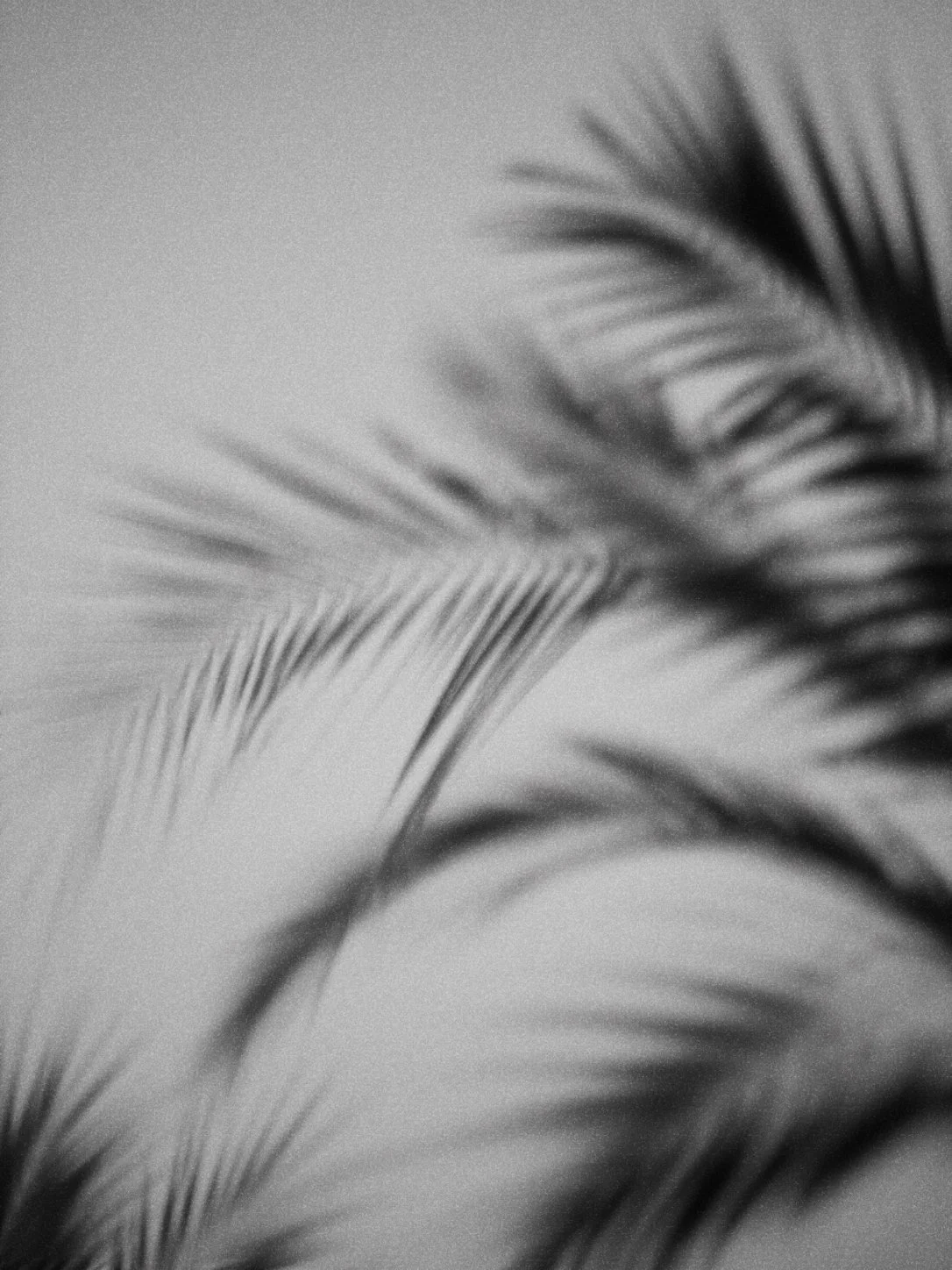 LA palms.jpg
