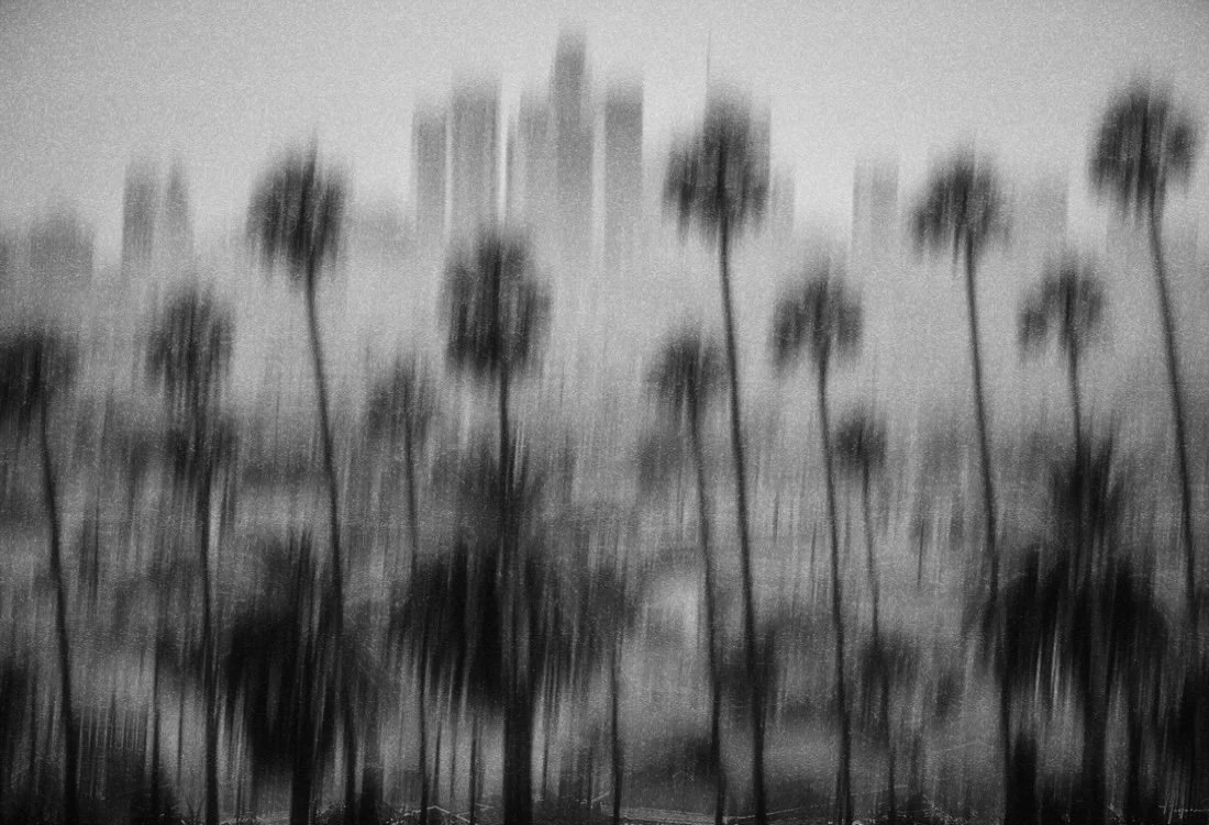 LA palms 2.jpg