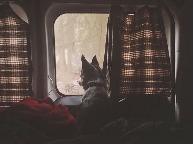 Campervans &mdash;&gt; Dog Approved.
.
.
.
.
.
.
#cascadecampers #campervan #campervanmagazine #vanlife #pnw #roadtrip #camping #sleepwherever #travel #vans #optoutside #weekend #pnwonderland #unitedstates #washington #adventure