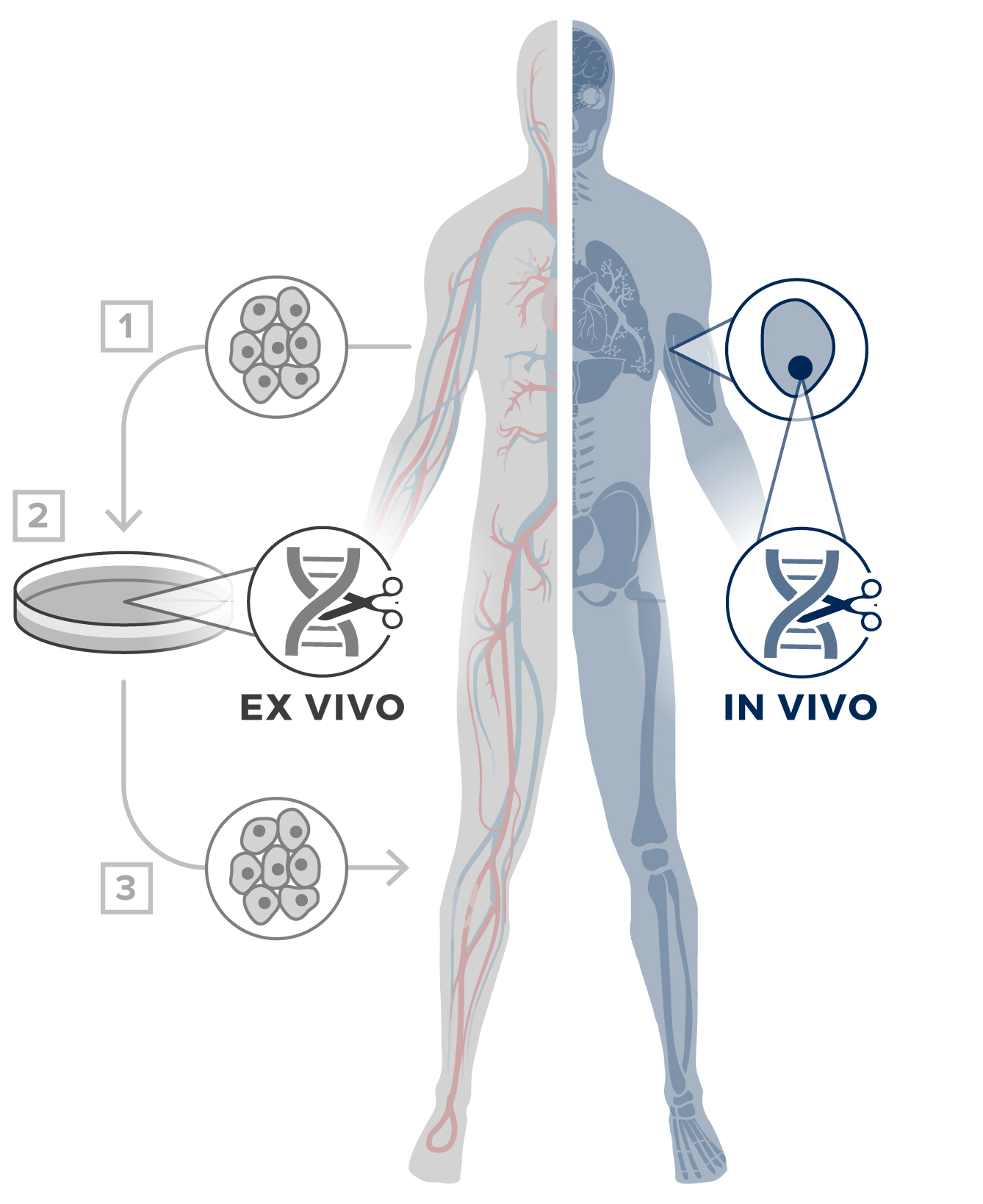 The key to CRISPR’s therapeutic potential is in vivo delivery via an adeno-associated virus (AAV).