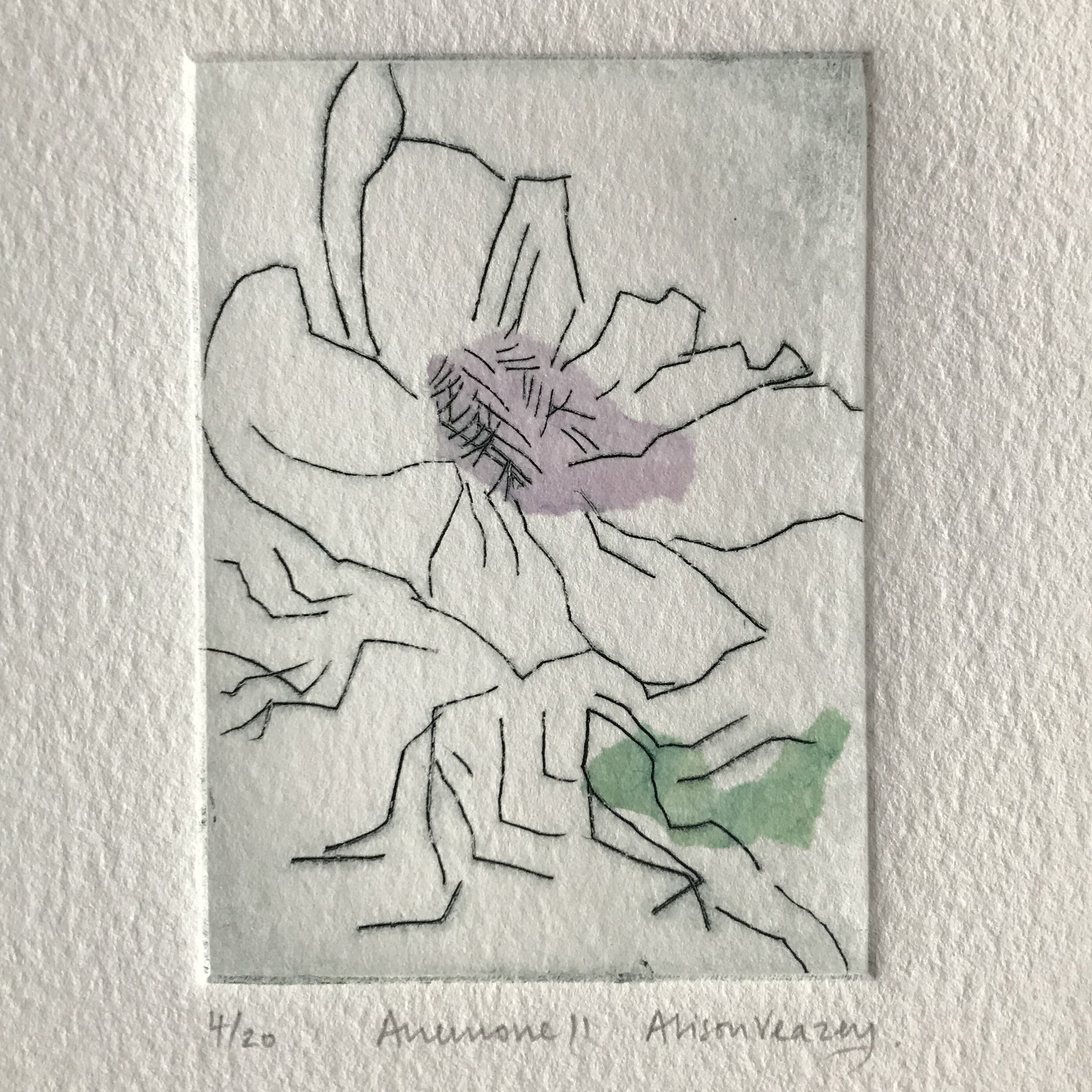 Anemone ii (drypoint)