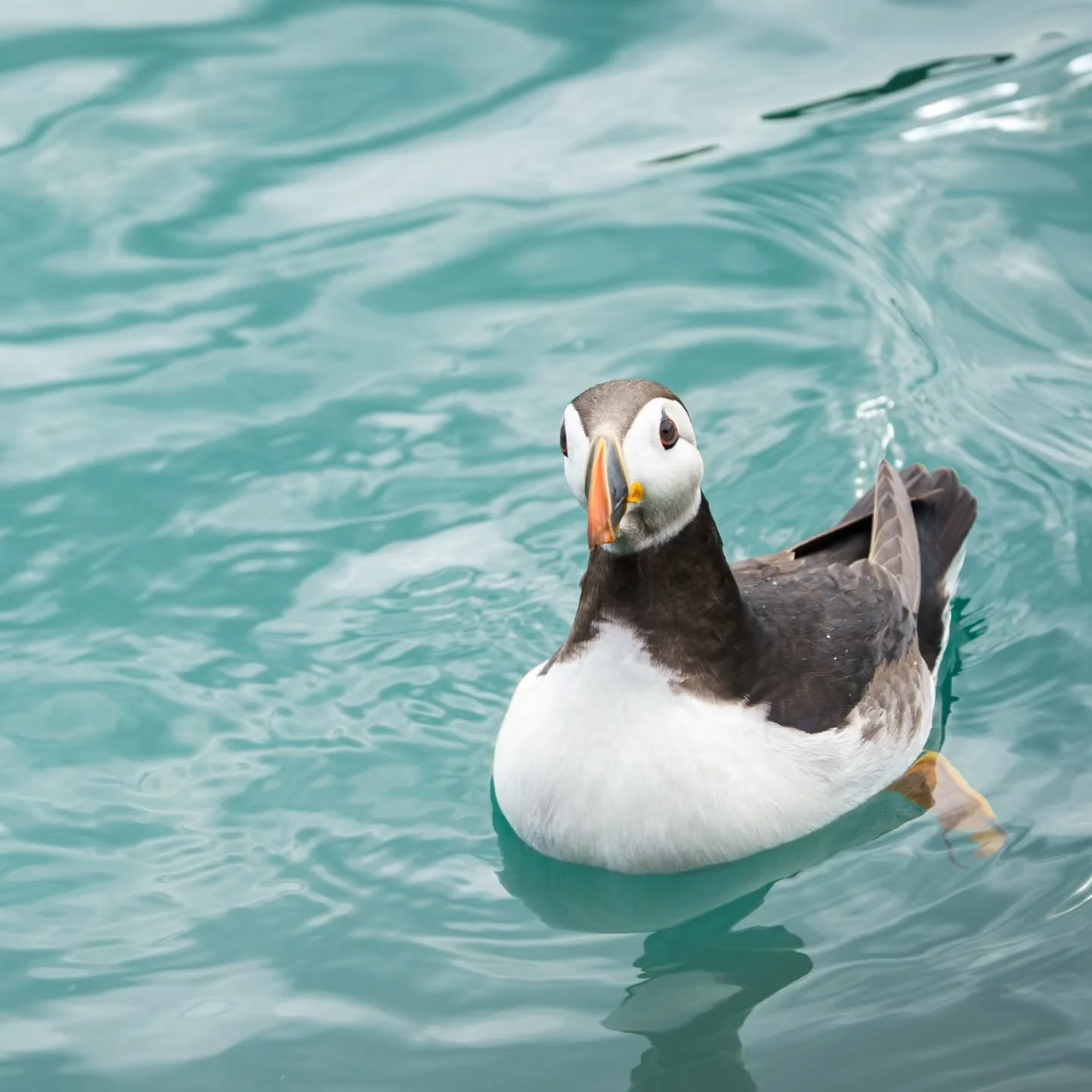 Well... What an opportunity! Massive thank you to @skomer_island for inviting me over to run a brushcutter course for them. What an incredible place. Being out on the island at midnight as hundreds of thousands of Manx Shearwaters come in was beyond 