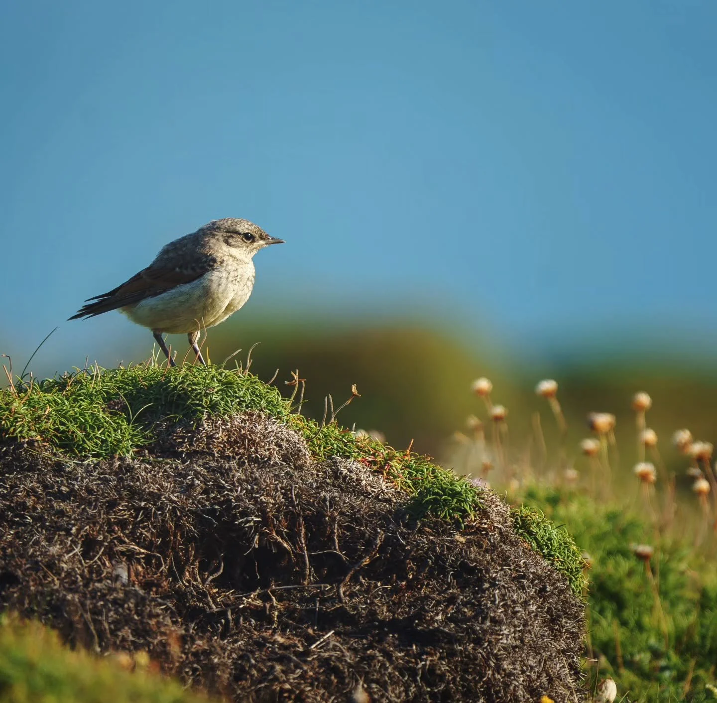 Young wheatear on Skomer a few weeks ago

#draenogcountryside #skomer #skomerisland #wtsww #wheatear #wales