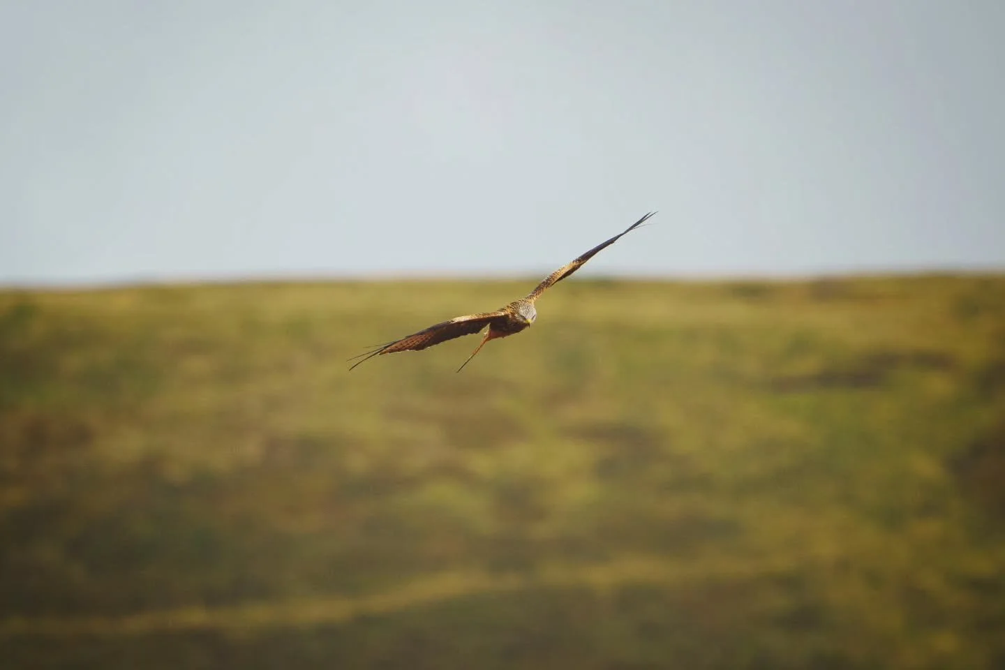 A few shots from today's trip to Neath to look at some woodland management work

#draenogcountryside #southwales #redkite #airbusa400m #rafatlas #gorse #wales #blaenllia #neath #ystradfelte #waterfallcountry #bannaubrycheiniog #breconbeacons