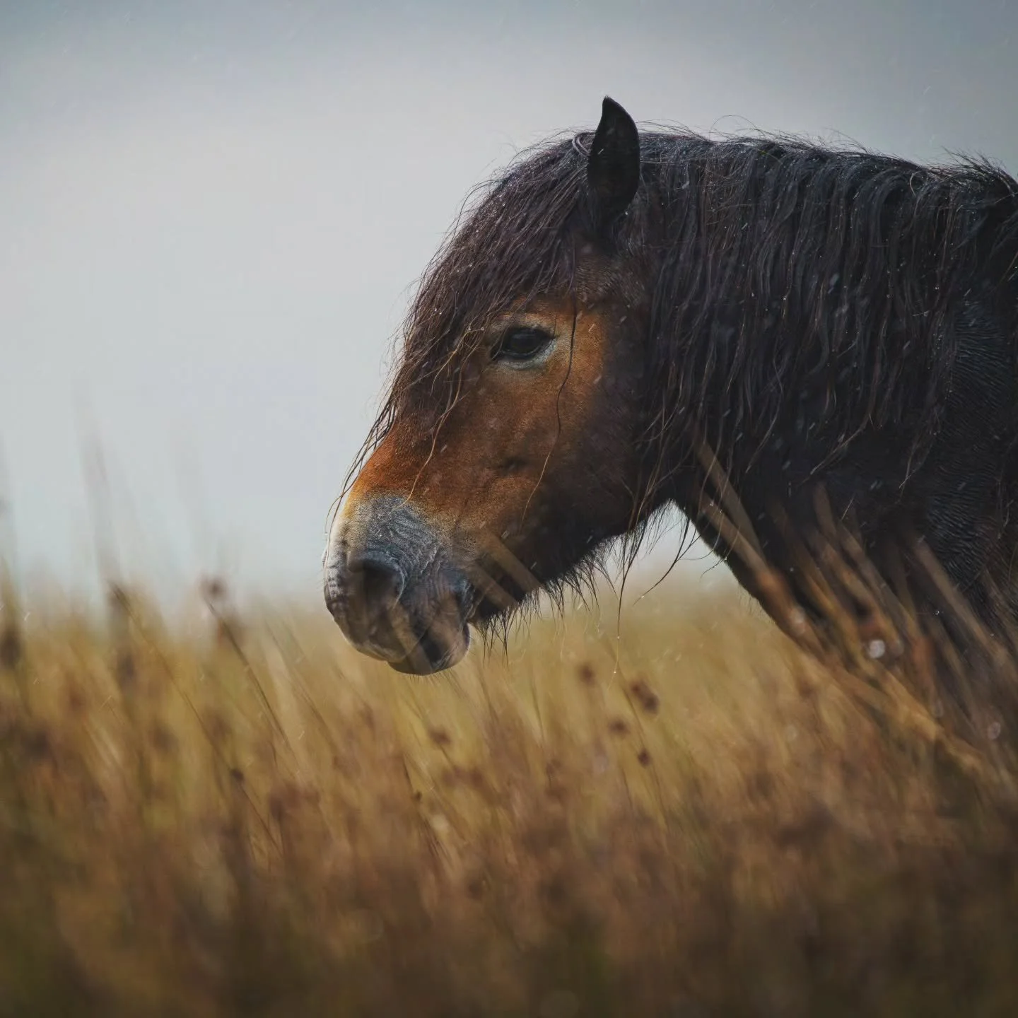 Well... Little mini break on Exmoor for our anniversary. Never explored Exmoor before... Wow! Red deer everywhere. What a place. We will be back! (cheeky jaunt across to Poole Harbour too) 

@theexmoorwoodlandescape

#exmoorpony #reddeer #cervuselaph