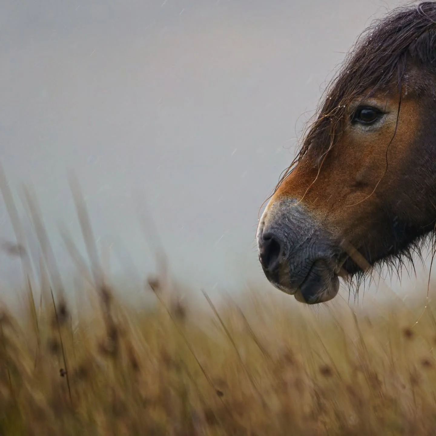 One more of the pony in full