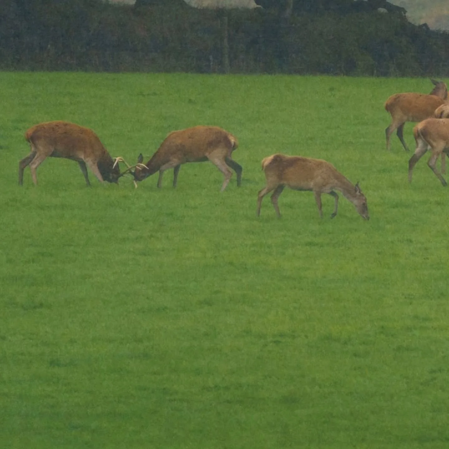 Couldn't resist one more before the end of the day...

Swipe for never ending deer heaven!

@_drawn_outside_
@exmoornp

#exmoor #reddeer #cervuselaphus #holyshit #thatsalotofdeer #nature #wildlife #devon #somerset #conservation #draenogcountryside