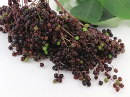 Berries-1-e1454699941217.jpg