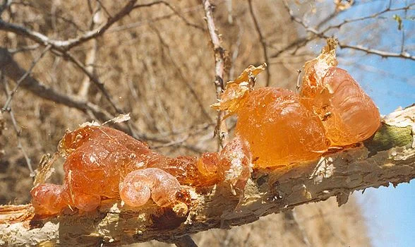 Gum-Arabic.jpg