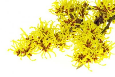 Witch-Hazel-e1461721869605.jpg