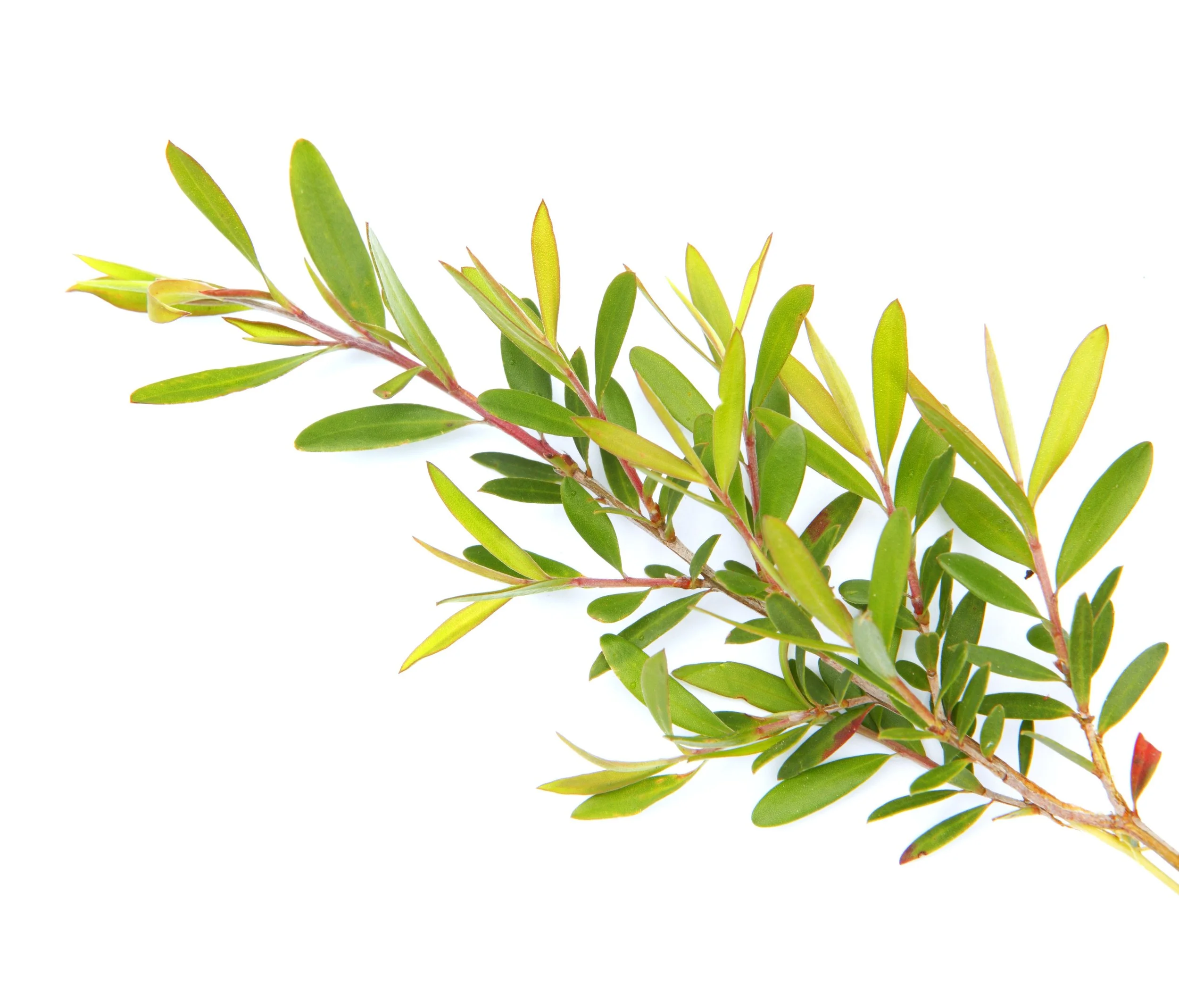 tea_tree.jpg