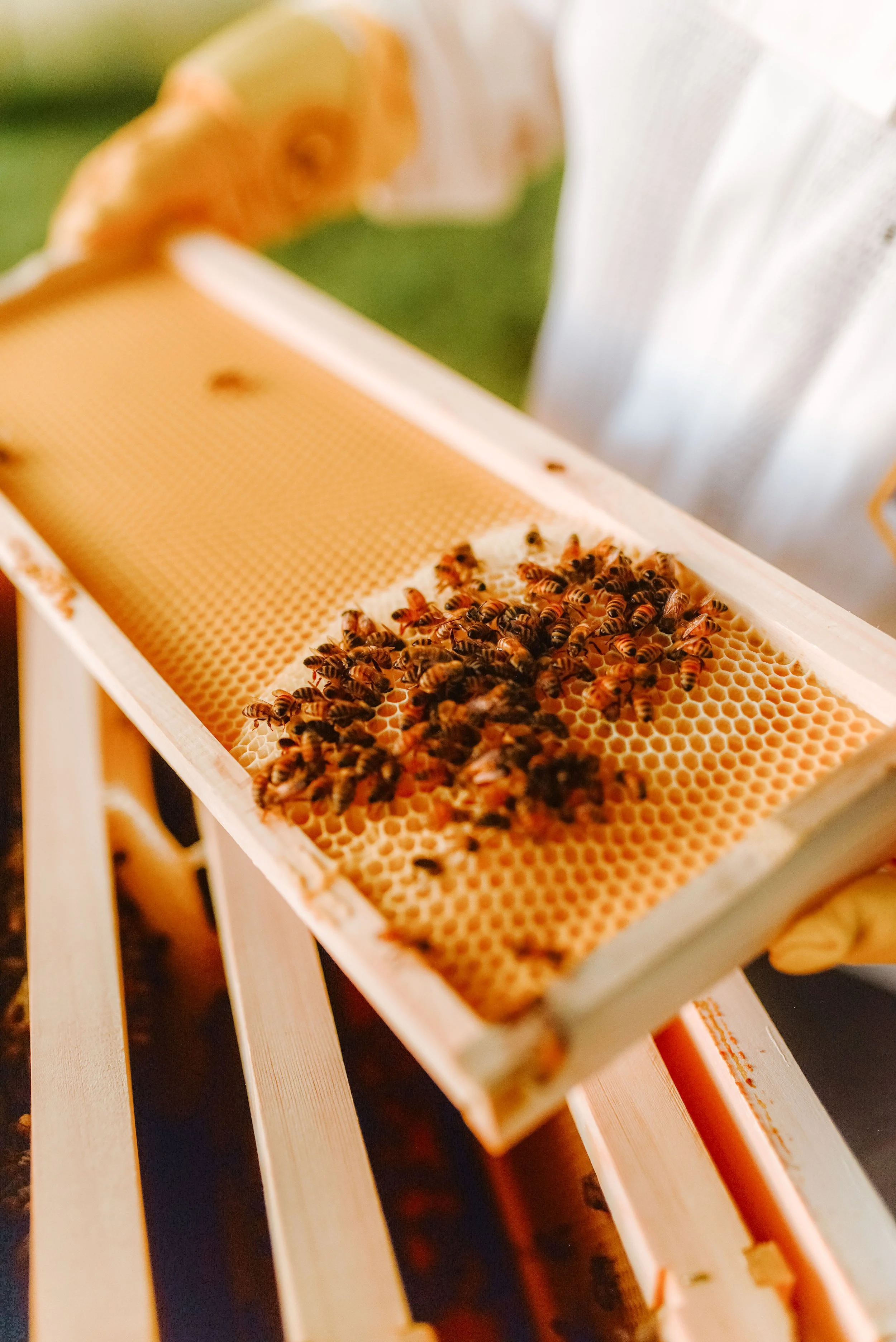 Eat Local &amp; Organic Expo 