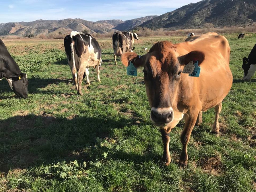 Our dairy is frequently highlighted in the news. See what all the fuss is all about on our In the News page, or learn the history of our dairy and farming in San Diego County.