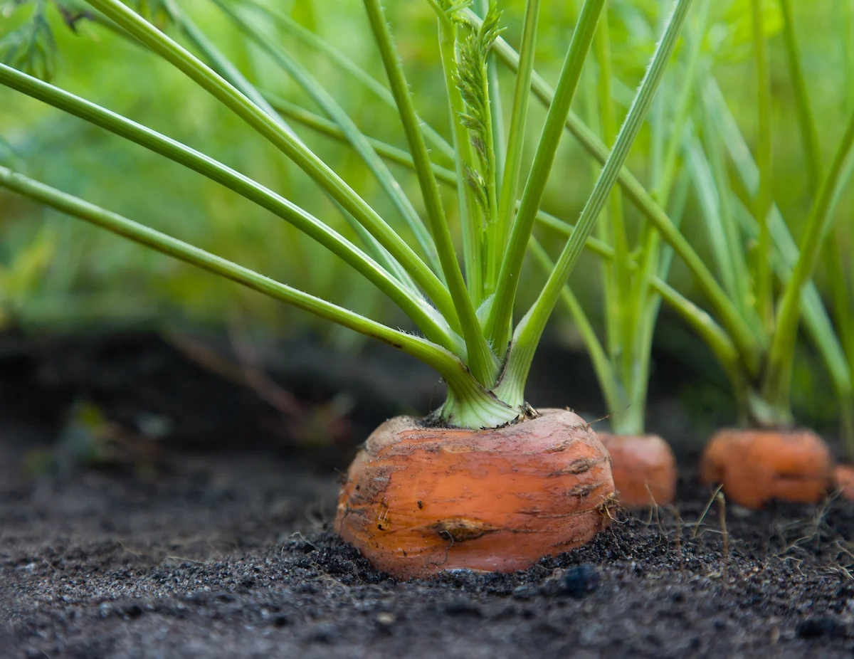 carrots.jpg