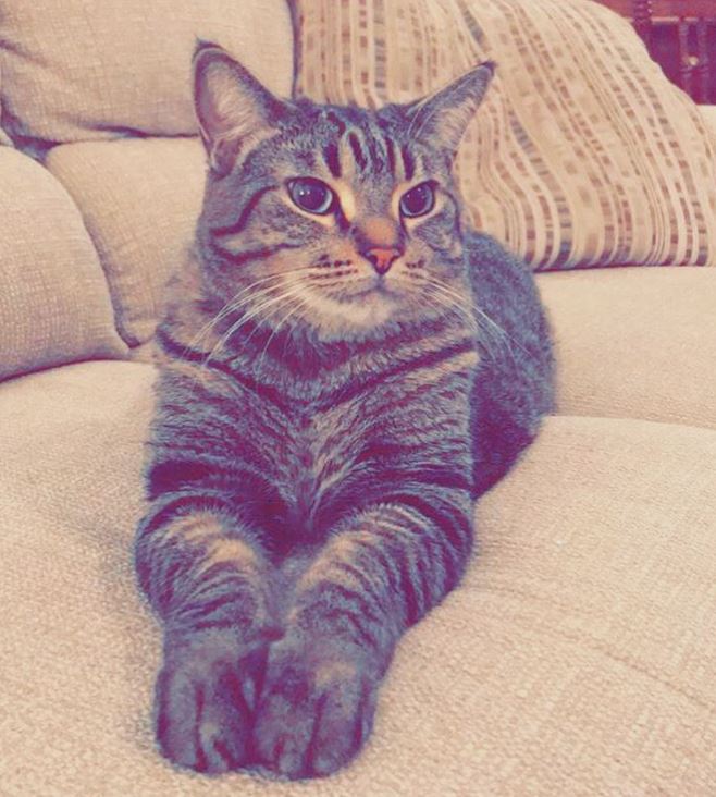 LOKI.JPG