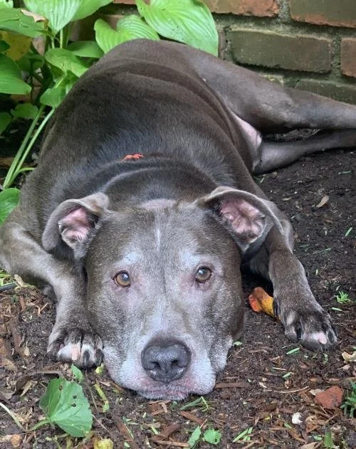 November Pet of the Month - Stewart!