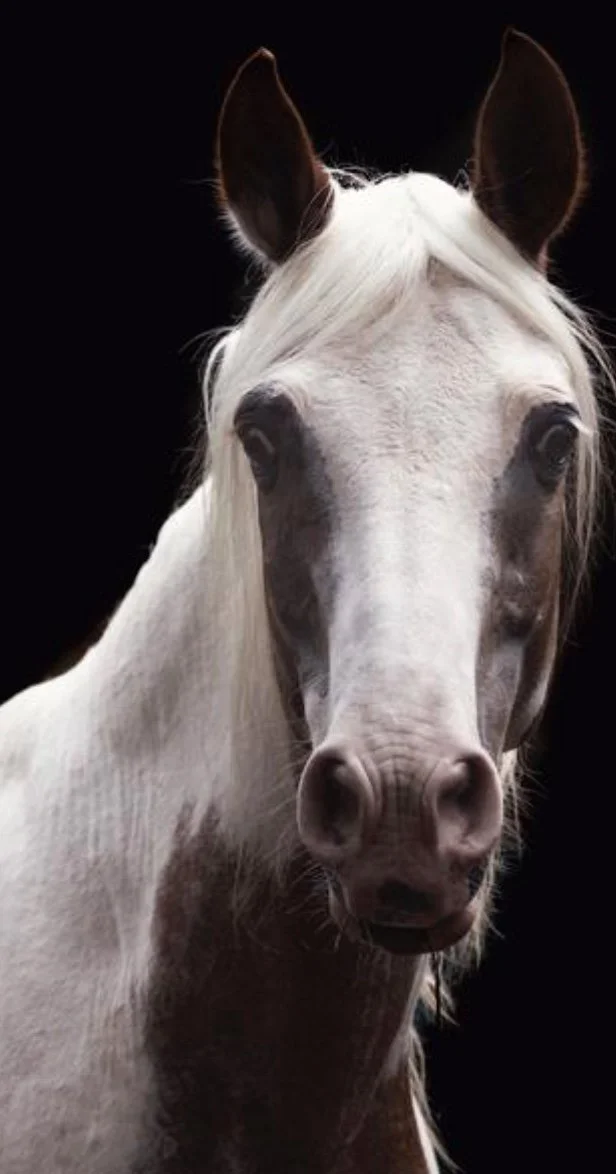 December Pet of the Month - Pequenin!