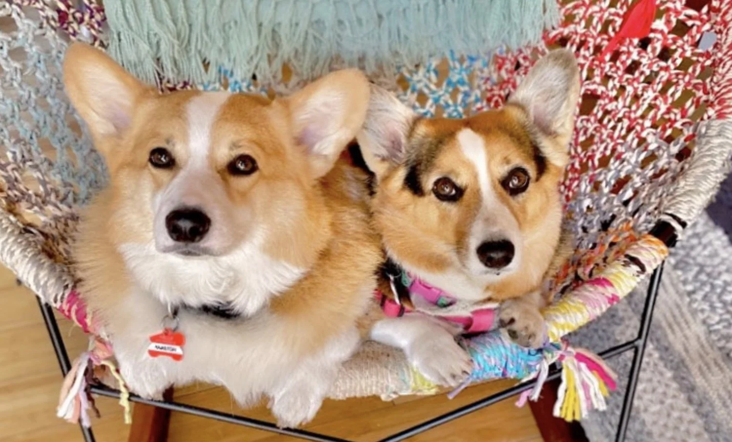 January Pet of the Month - Hammy &amp; Olivia!