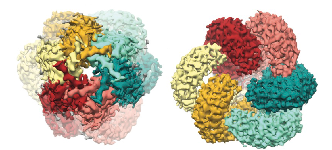 top and bottom views of Swell1 ion channel